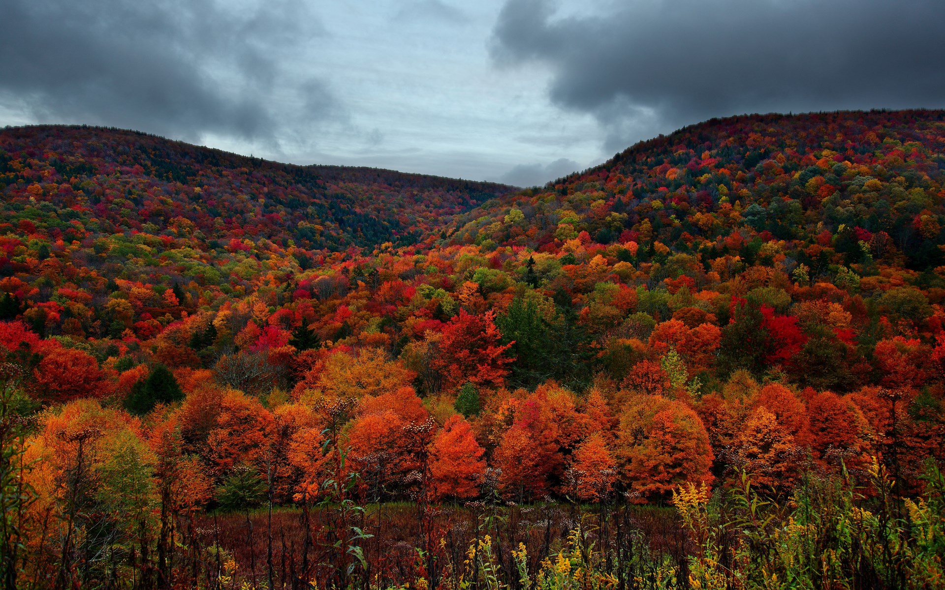 Autumn forest on a cloudy day HD Wallpaper