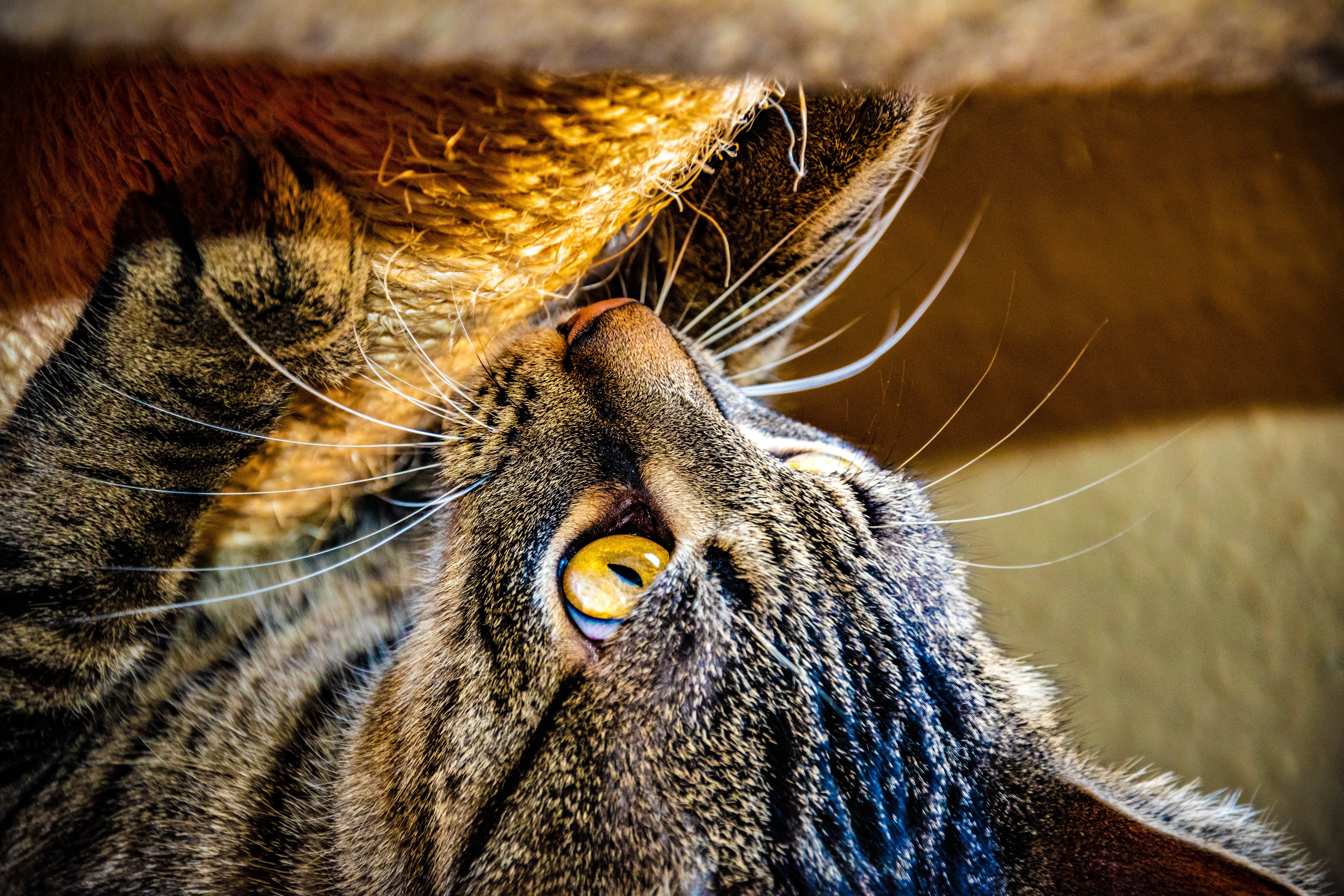Close-up of a tabby cat's face HD Wallpaper