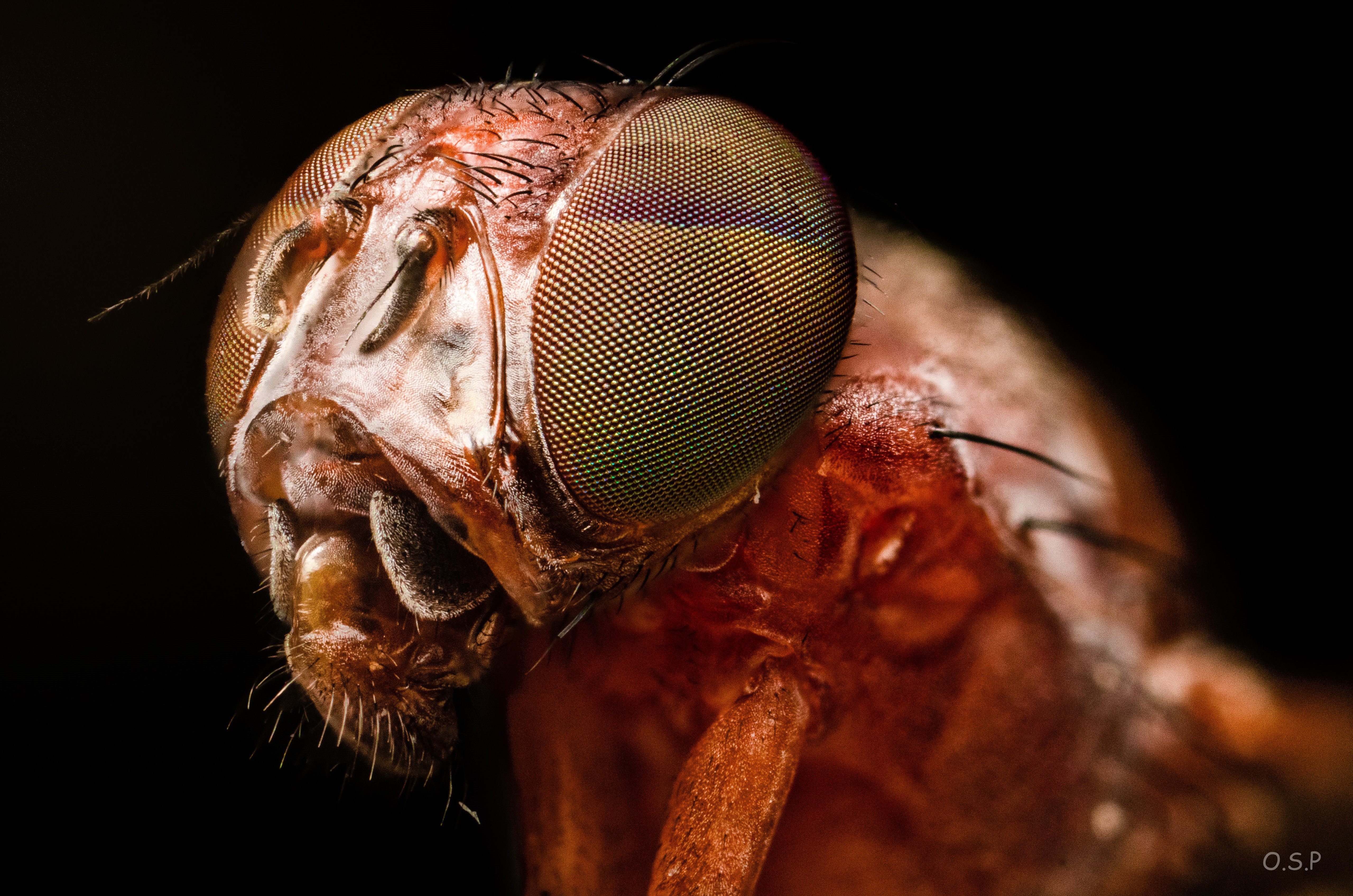 Extreme close-up of a fly's head HD Wallpaper
