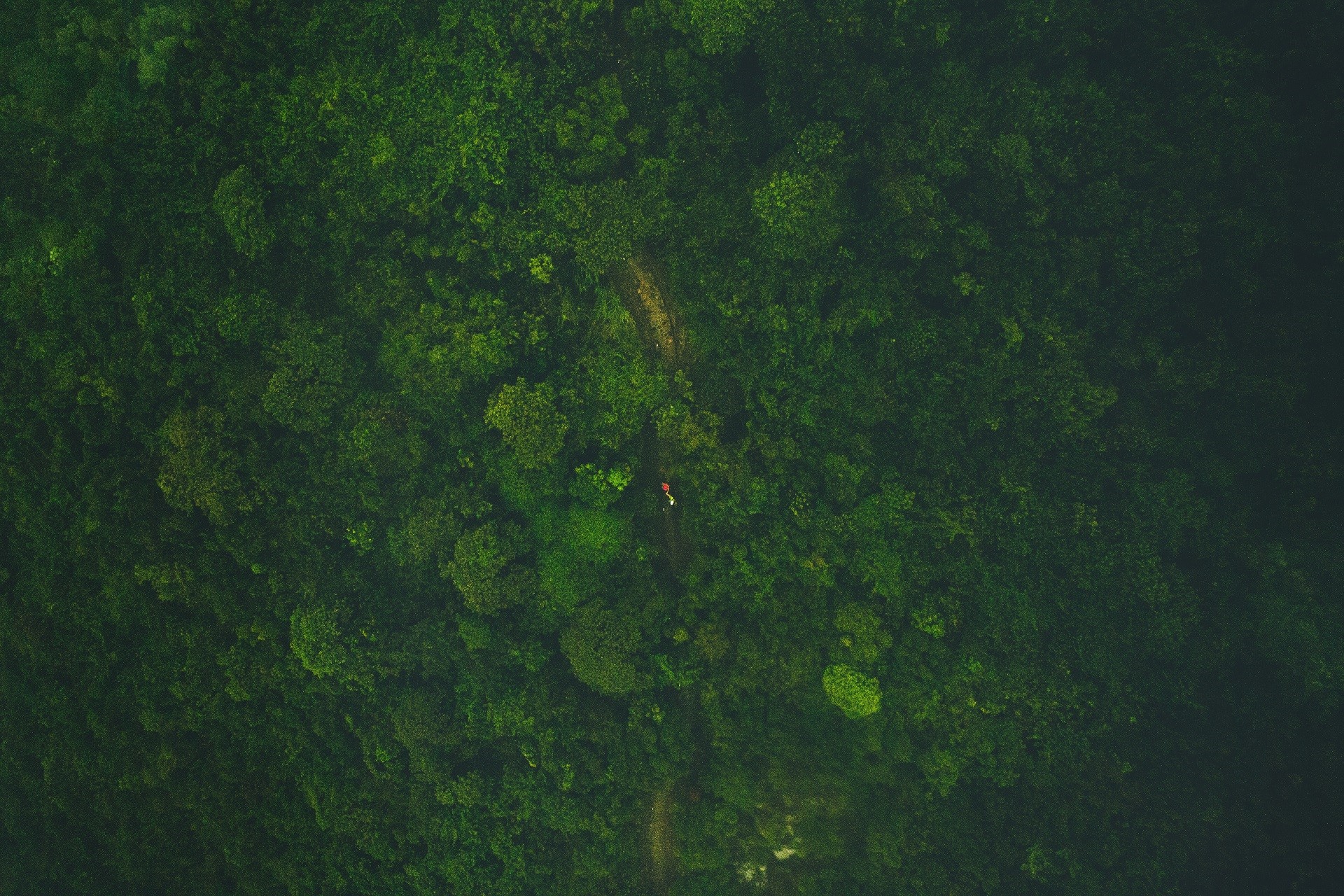 Person walking on a path through a dense forest HD Wallpaper