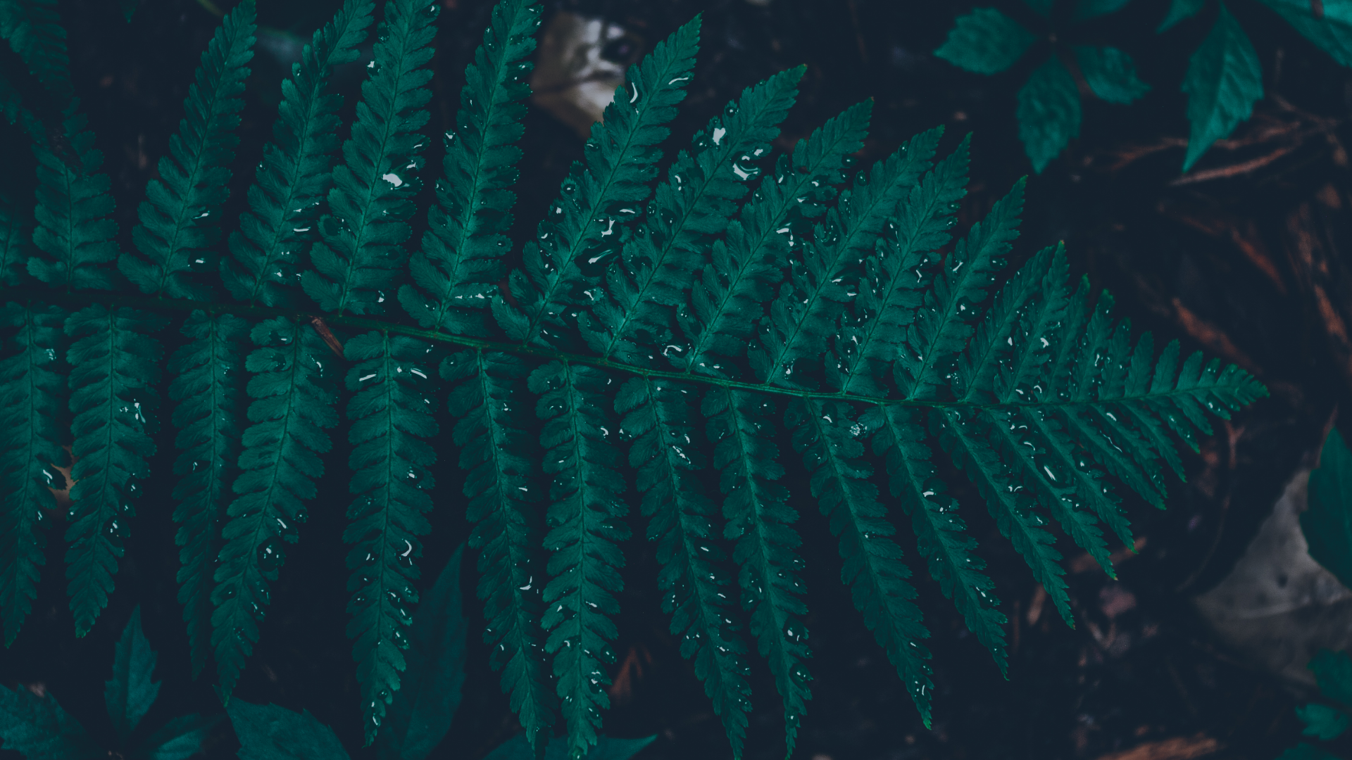 Dark fern leaf with water droplets HD Wallpaper