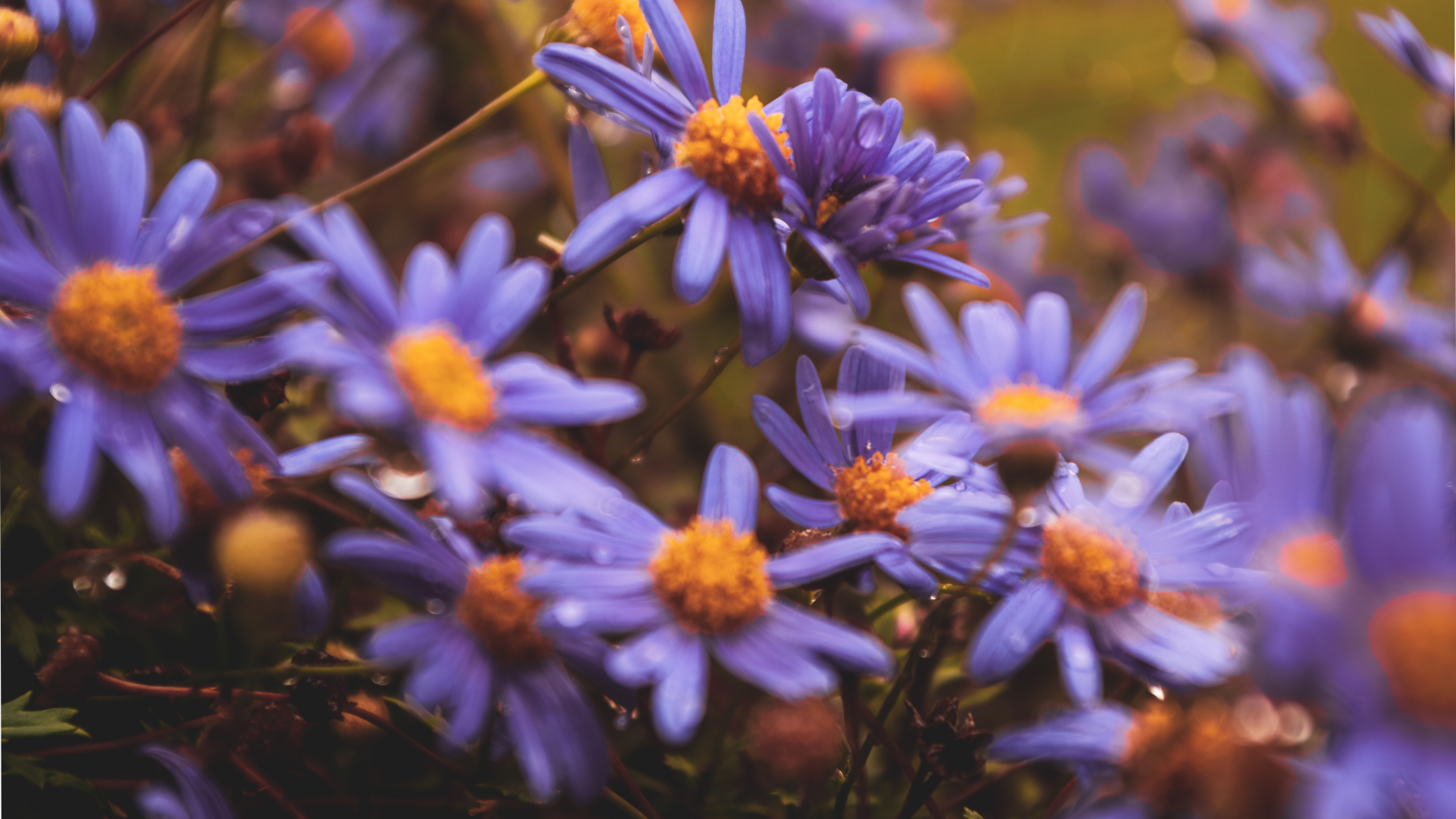 Purple flowers with water drops and bokeh HD Wallpaper