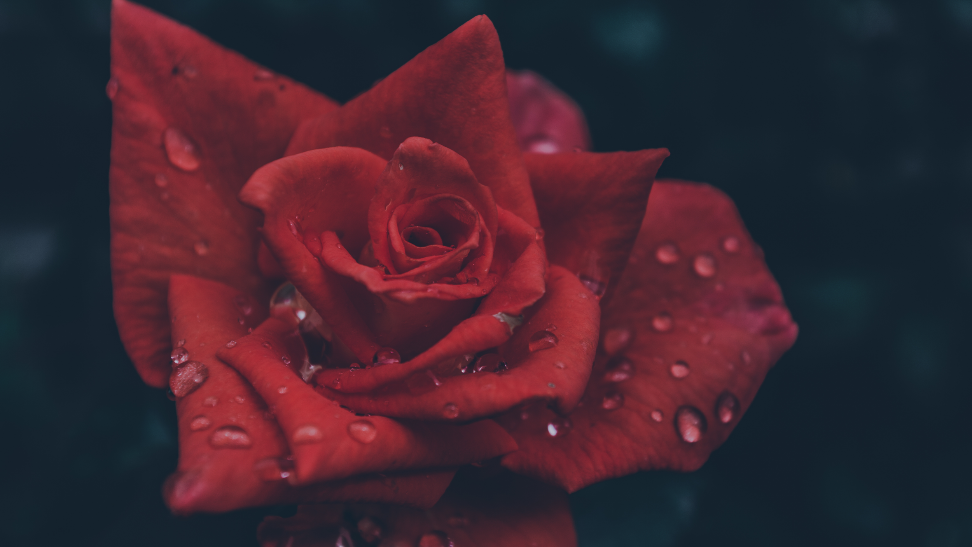 Red rose with water droplets on dark background HD Wallpaper