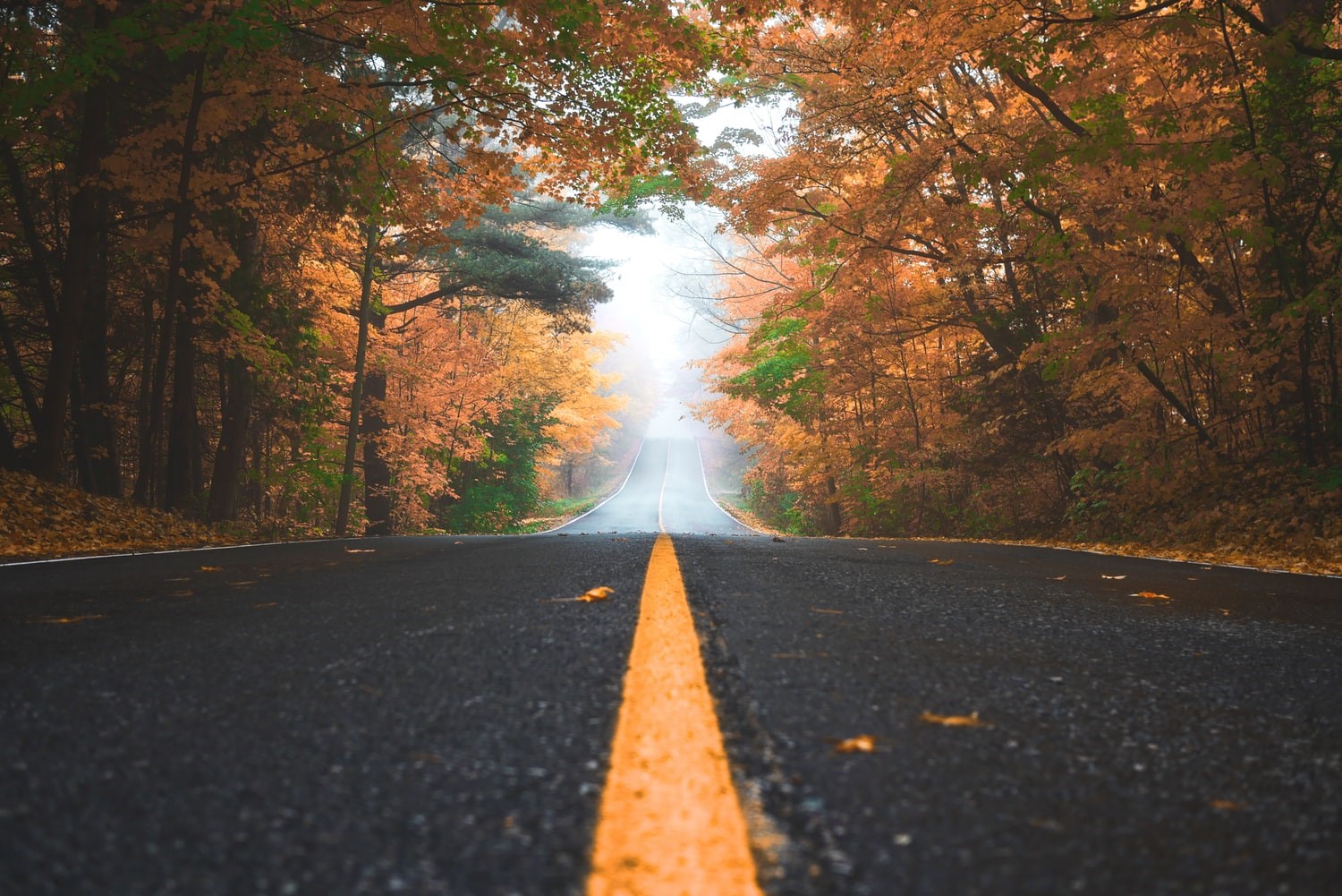 Road through an autumn forest HD Wallpaper