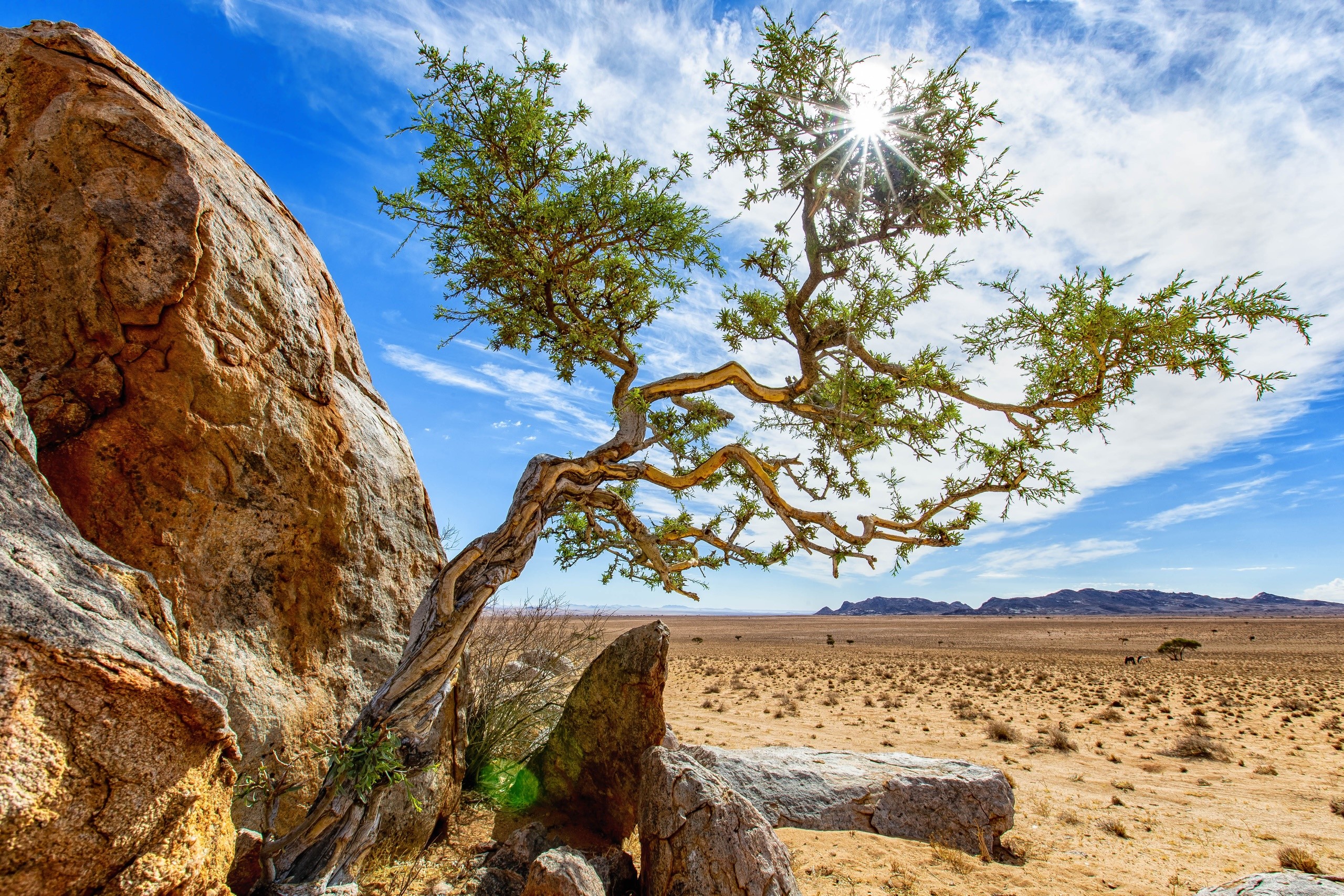 Twisted tree in the desert landscape of Africa HD Wallpaper