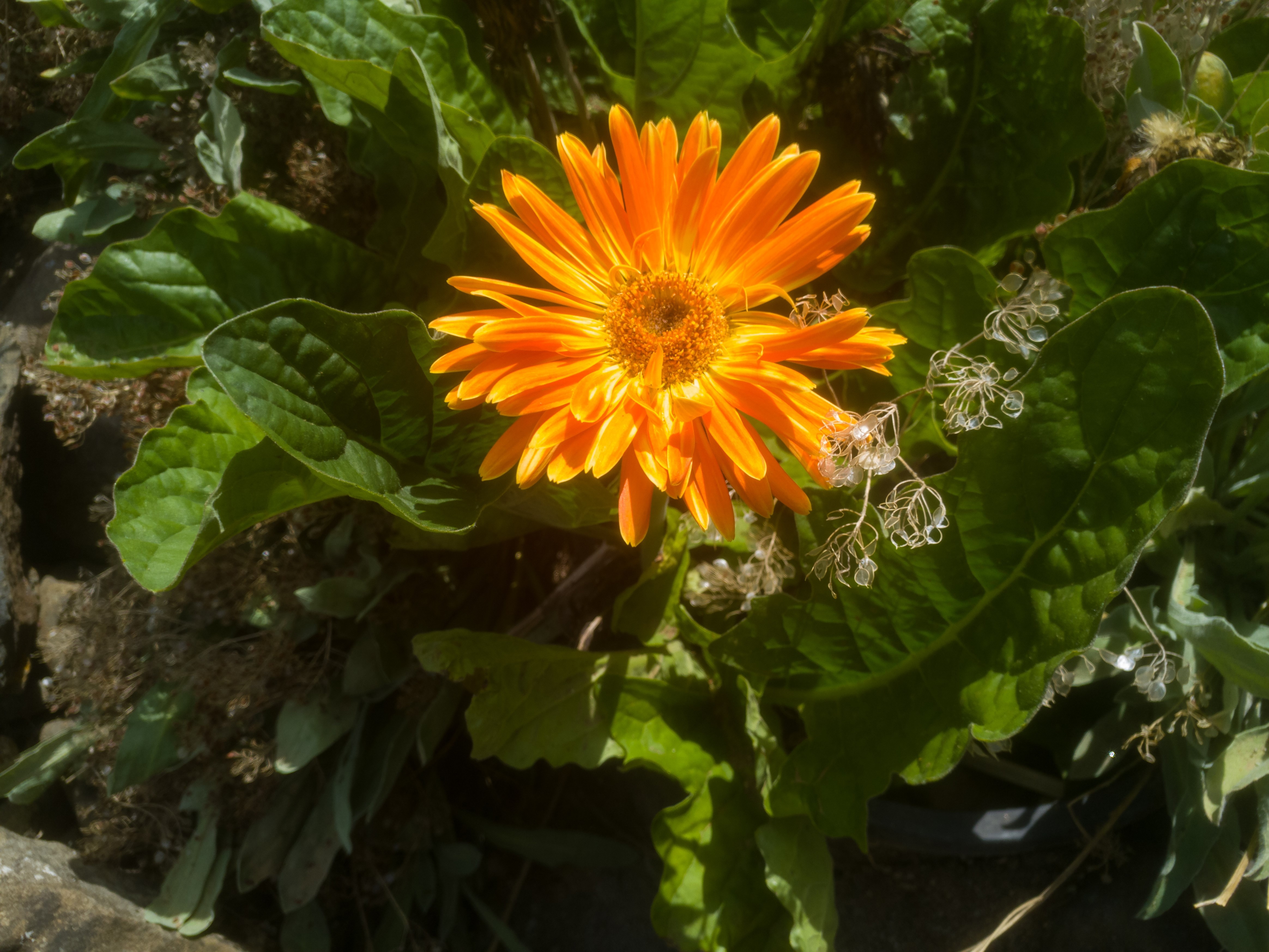 Orange Gerbera Daisy in Oregon HD Wallpaper