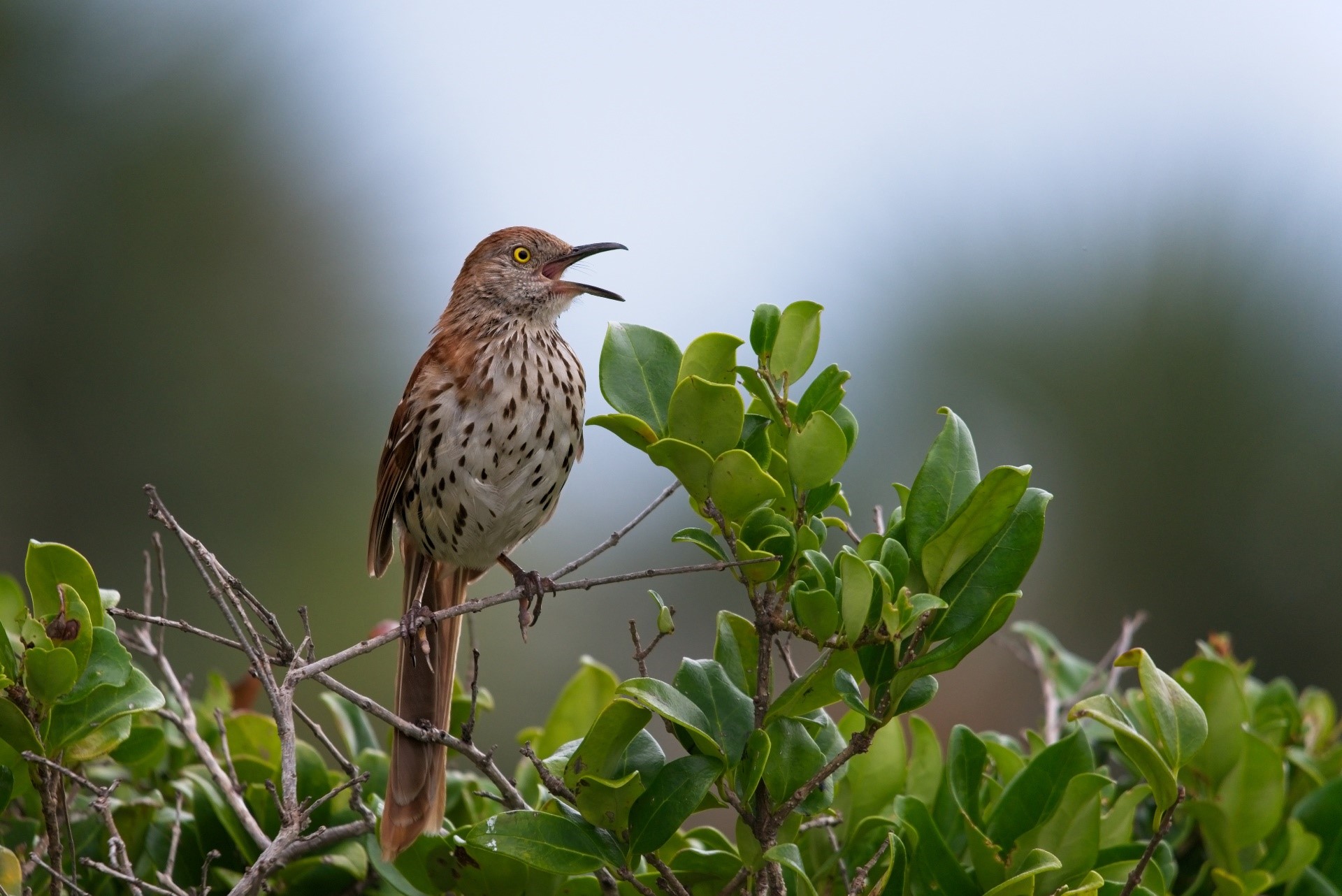 Brown Thrasher bird singing on a branch HD Wallpaper