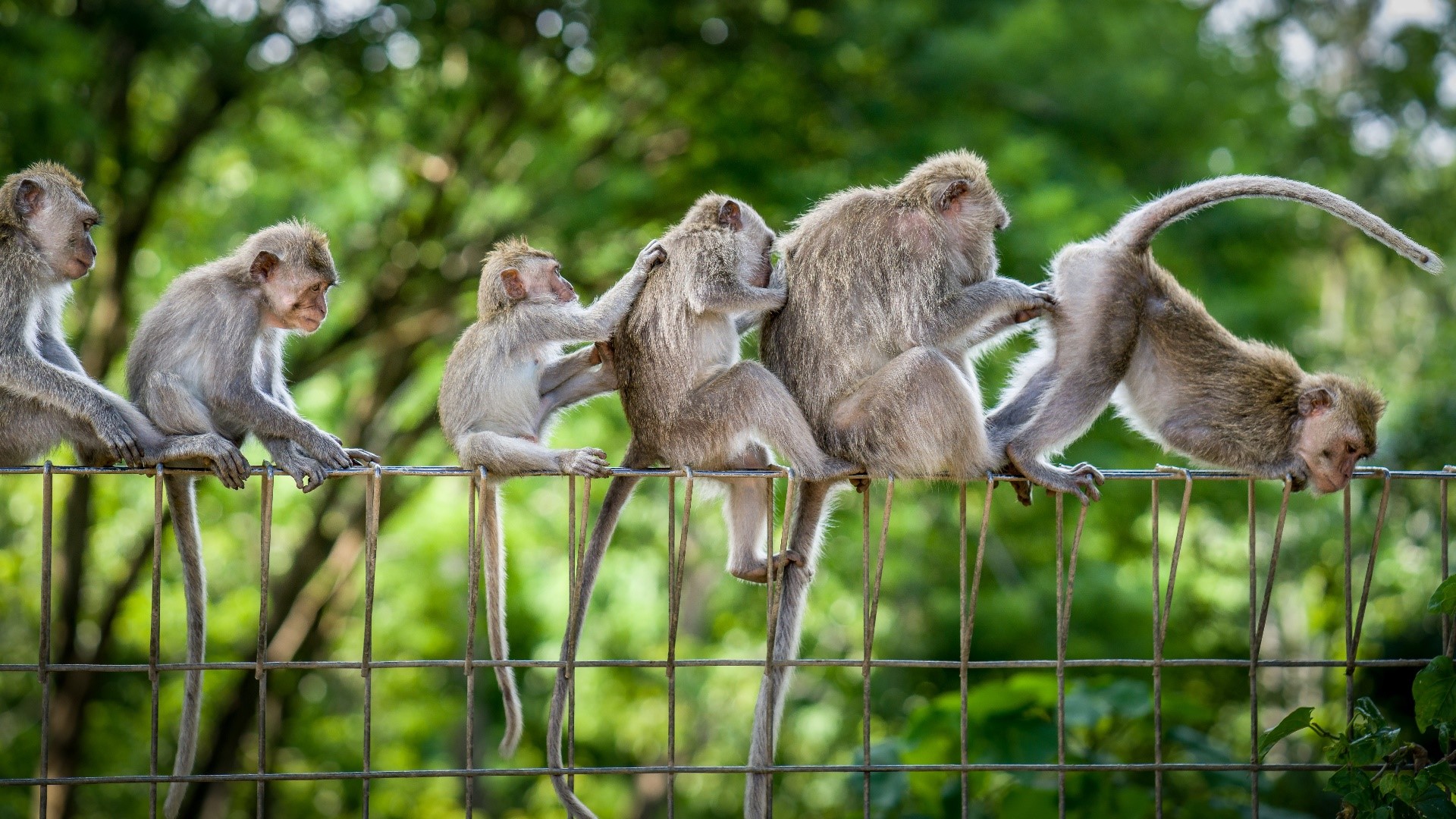 Monkeys sitting on a fence and grooming each other HD Wallpaper