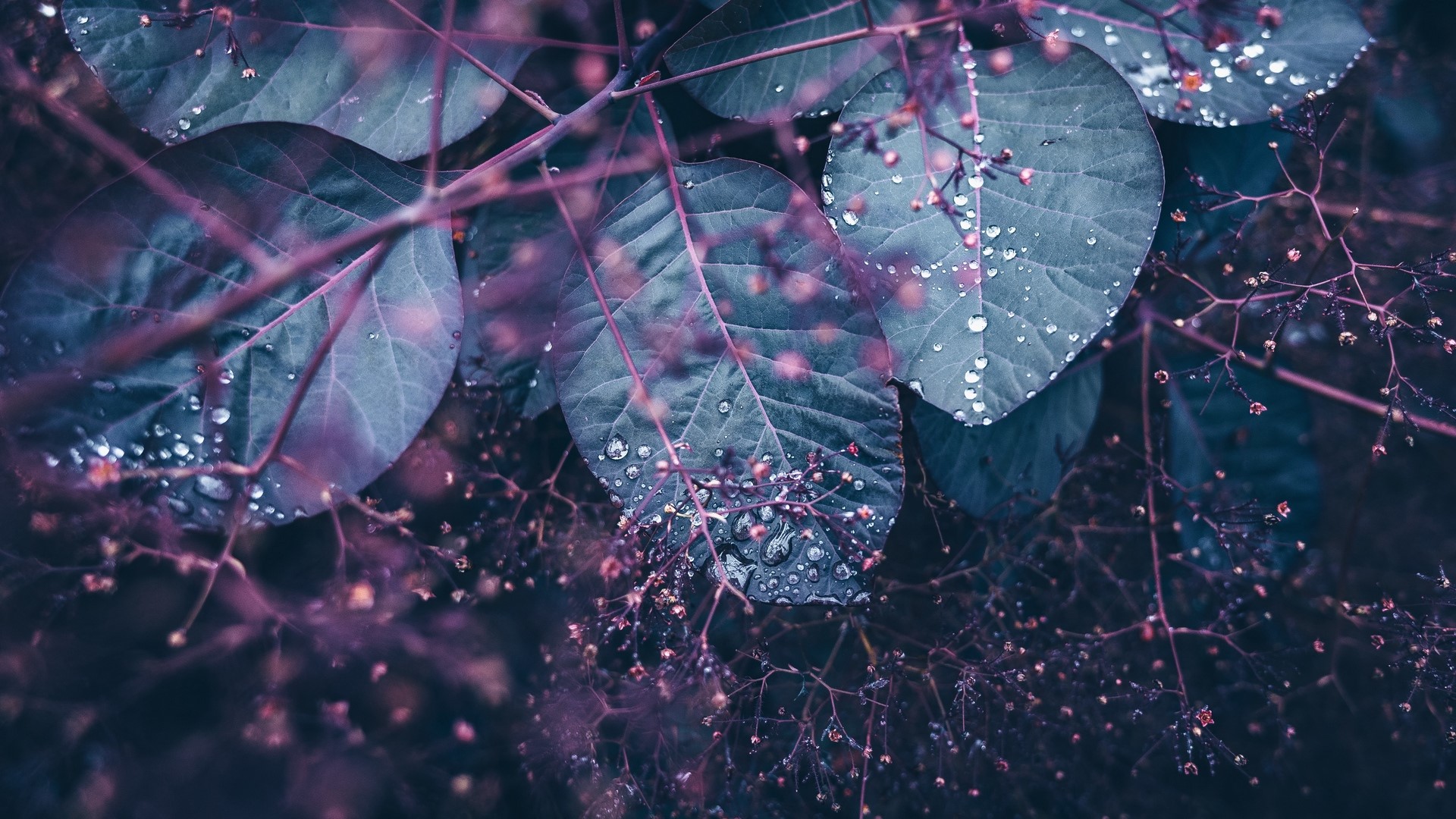 Close-up of wet purple leaves and branches HD Wallpaper