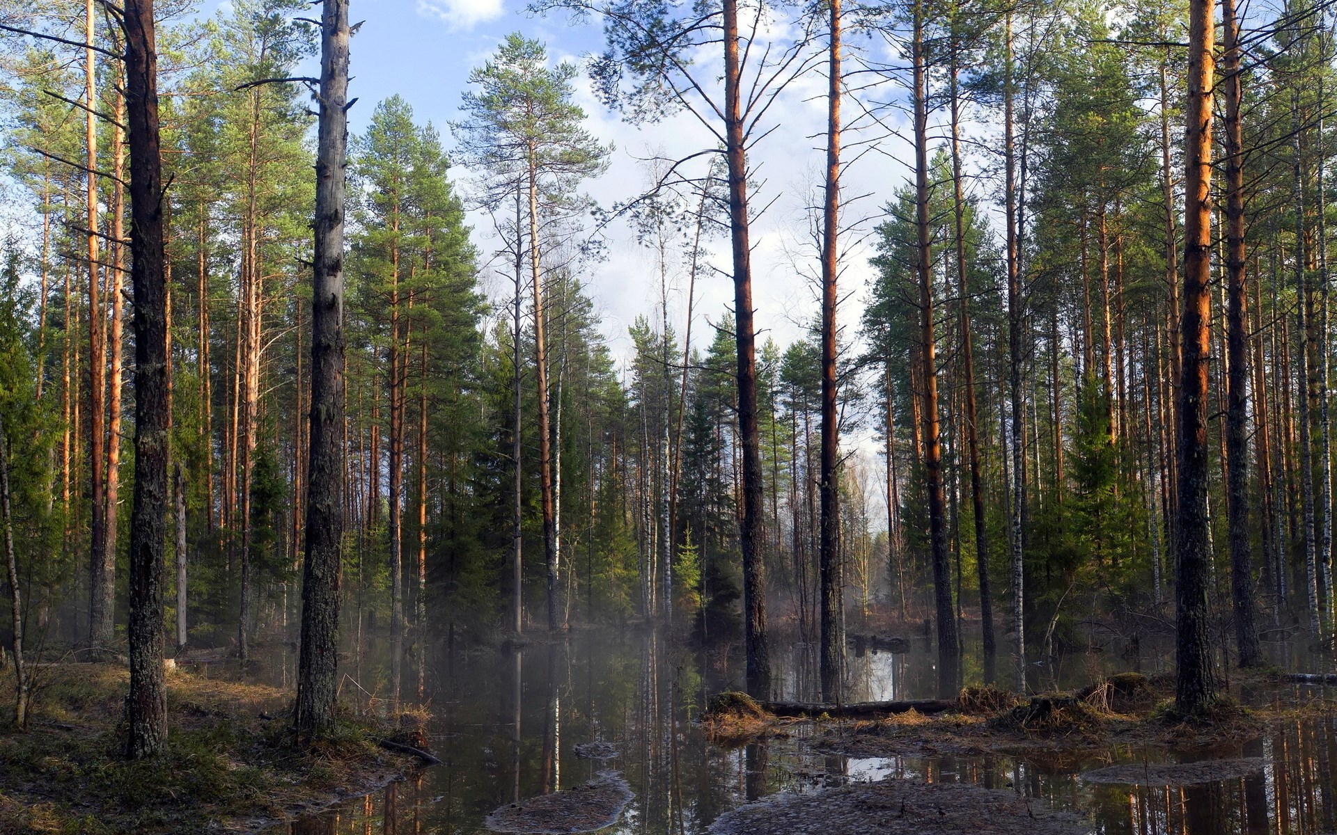 Pine forest with water reflections HD Wallpaper