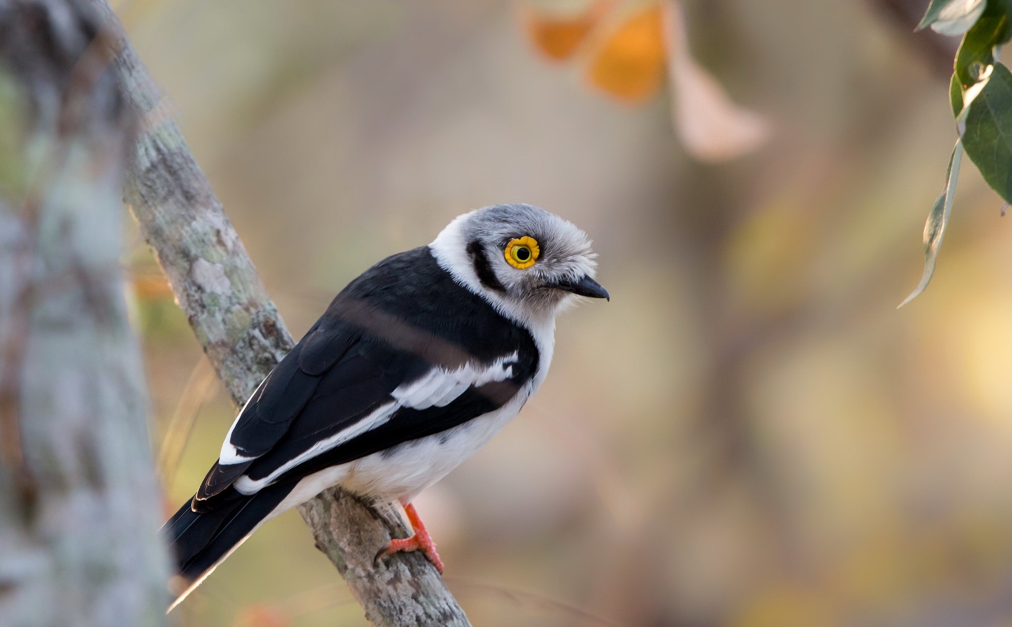 Black and white bird with yellow eyes perched on a branch HD Wallpaper
