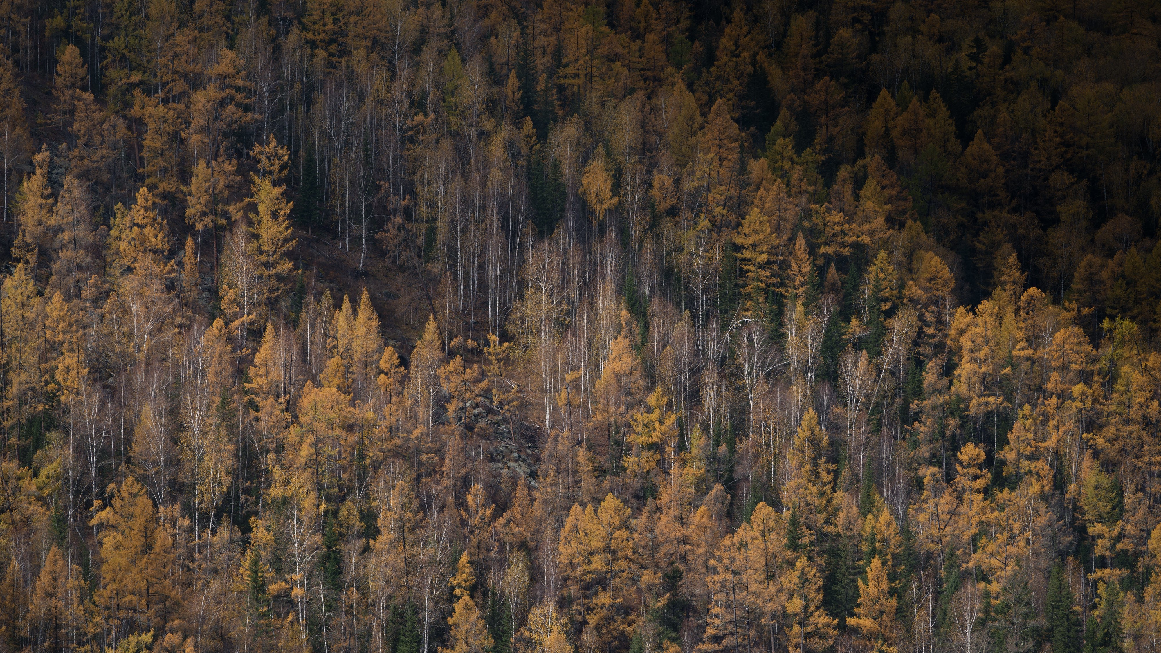 Autumn forest on a mountainside HD Wallpaper