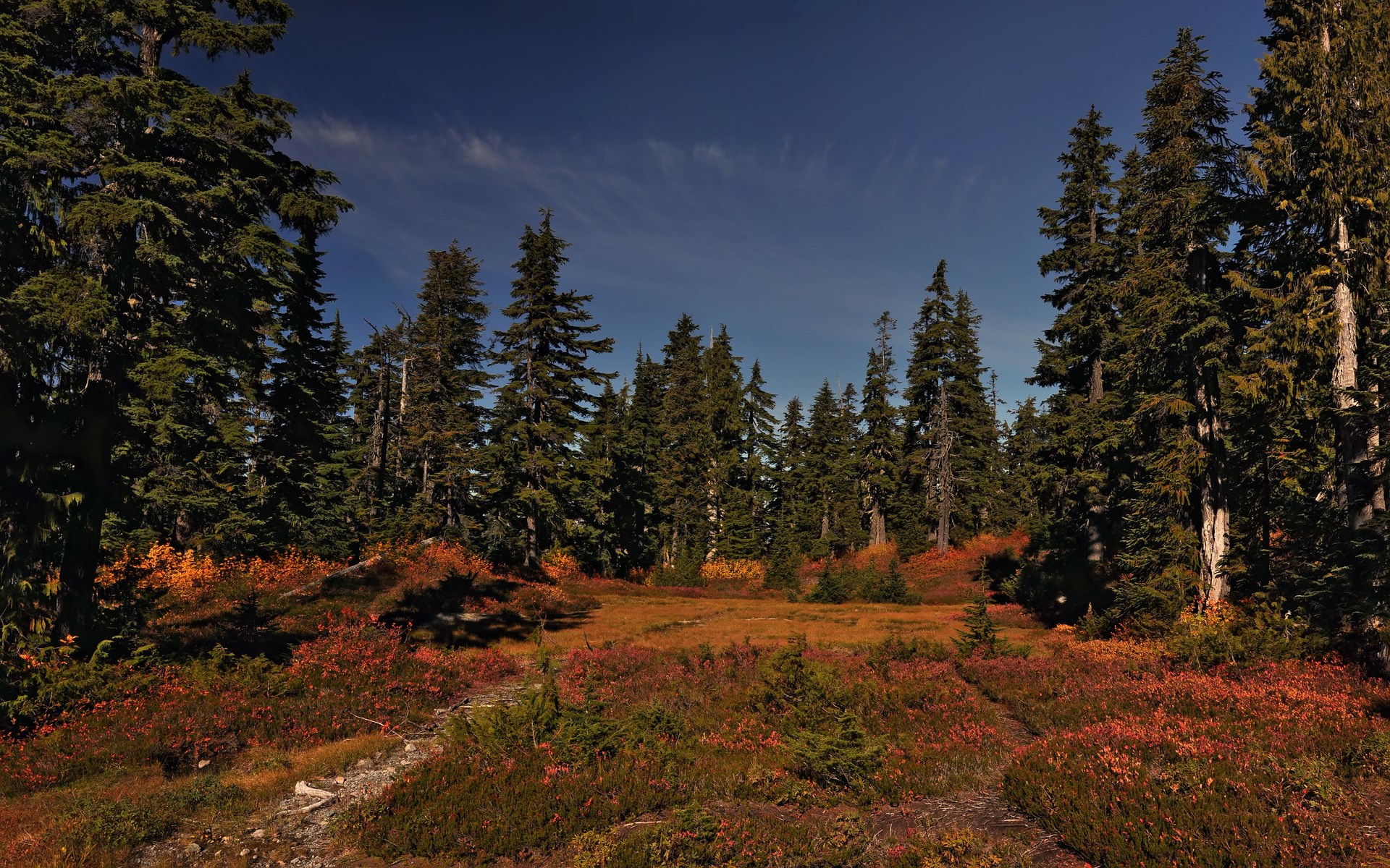 Autumn forest clearing with evergreen trees HD Wallpaper