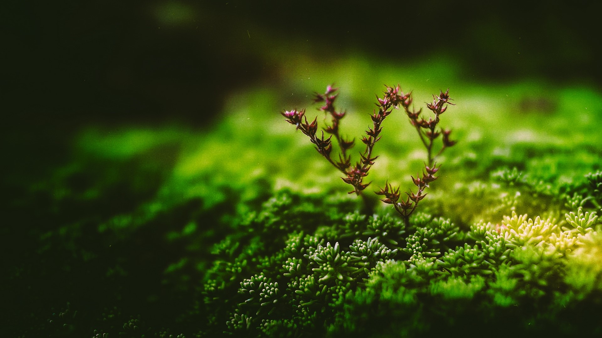 Heart-shaped plant on mossy ground HD Wallpaper