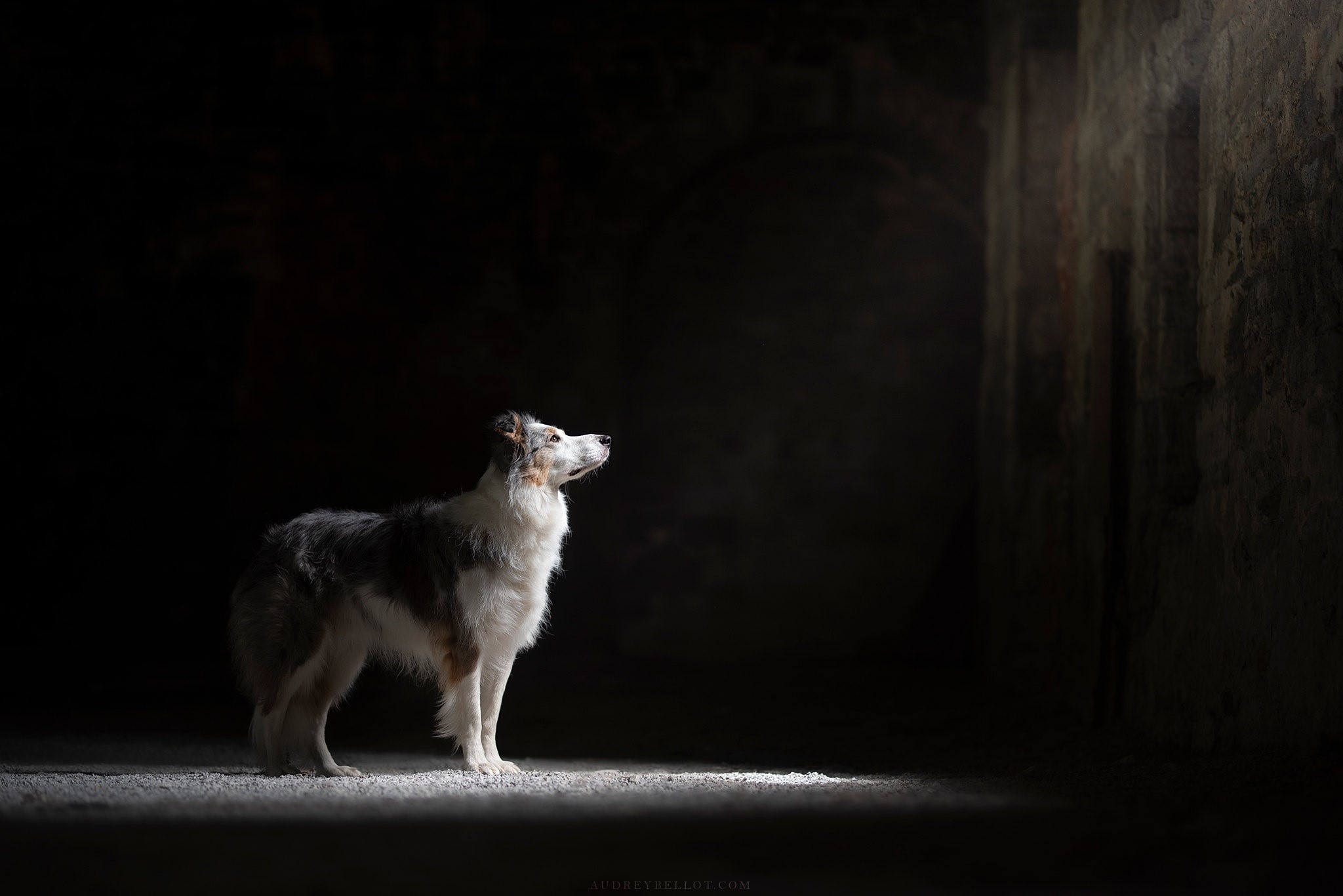 A dog stands in a dark, stone room with a light beam. HD Wallpaper