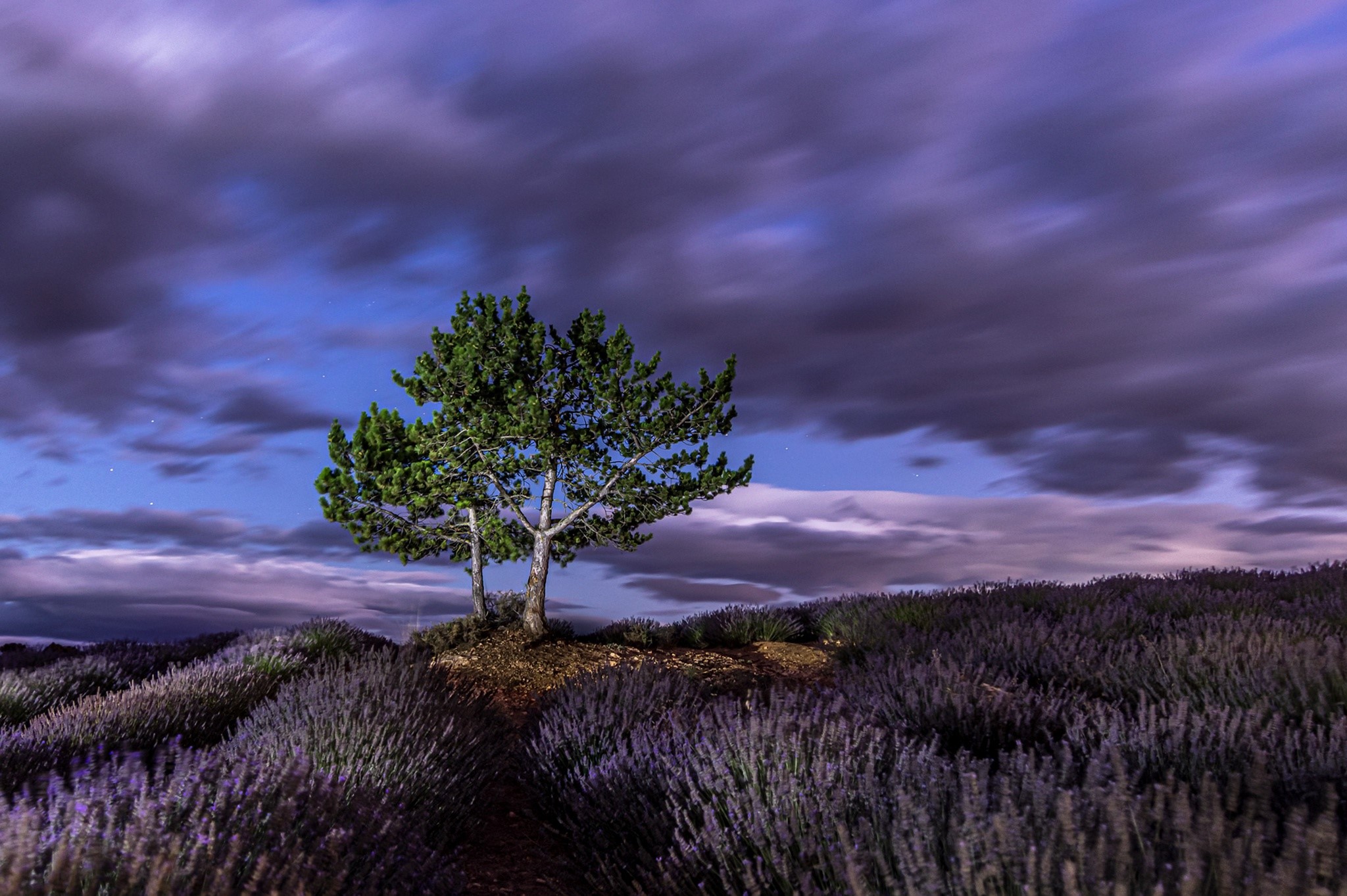 Two trees in a lavender field at night HD Wallpaper