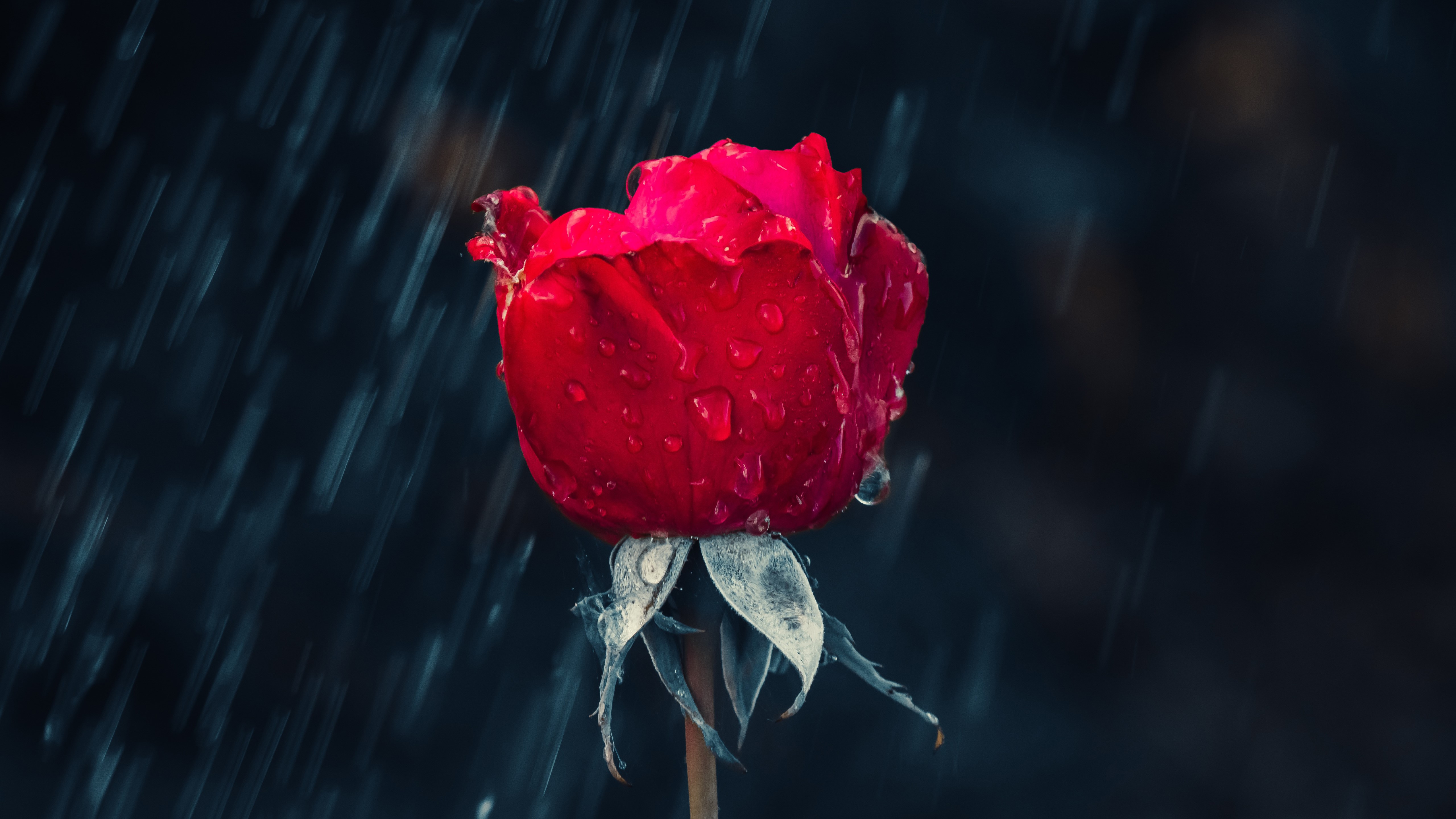 4K Red Rose in Rain HD Wallpaper