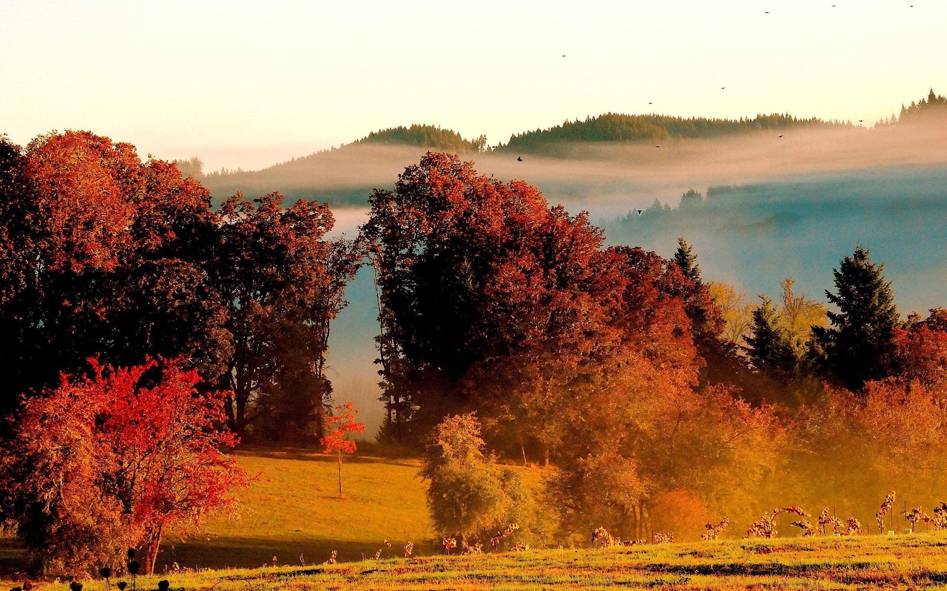 Autumn forest with mist and birds HD Wallpaper
