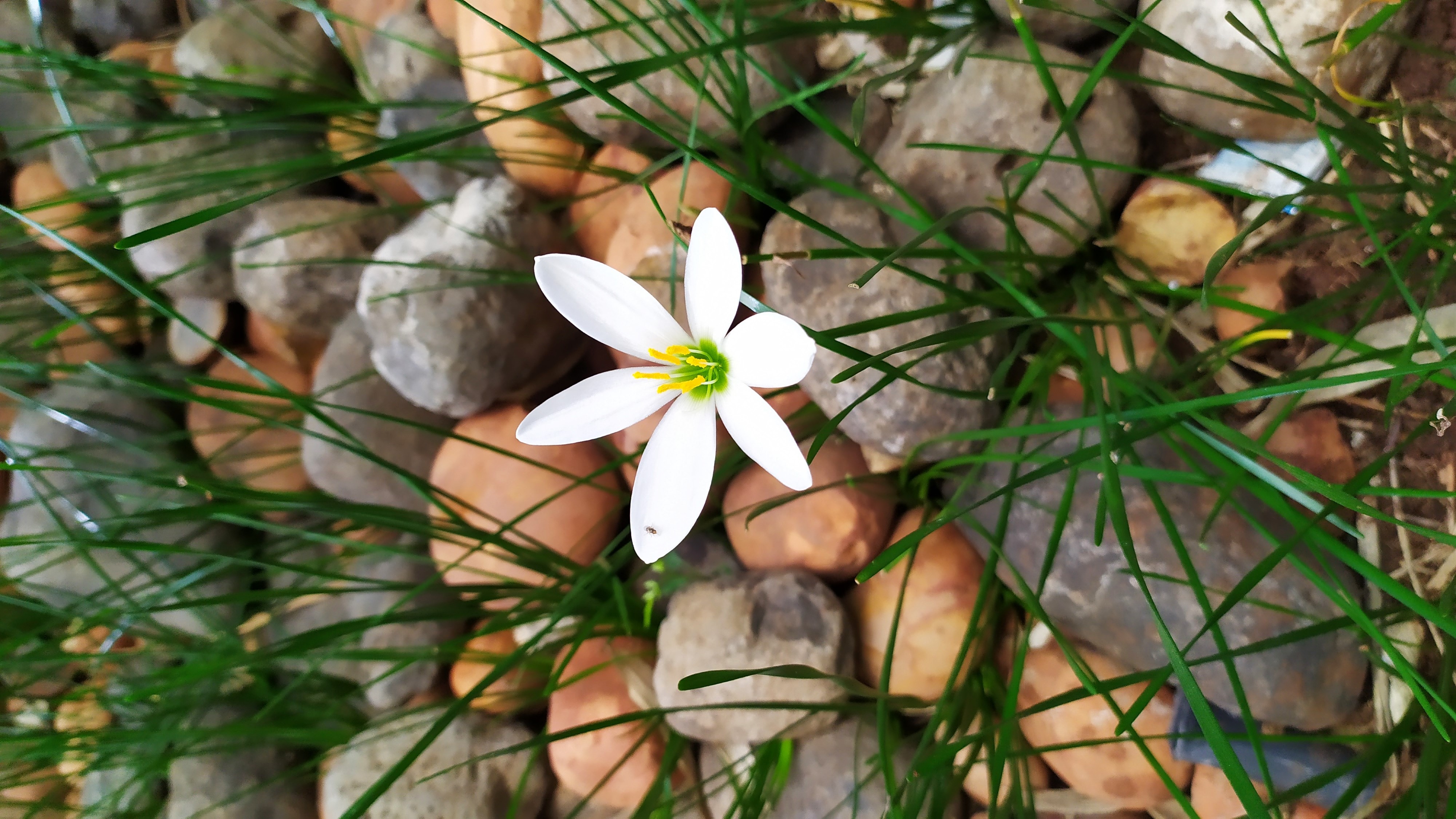 White flower with green center on rocks and grass HD Wallpaper