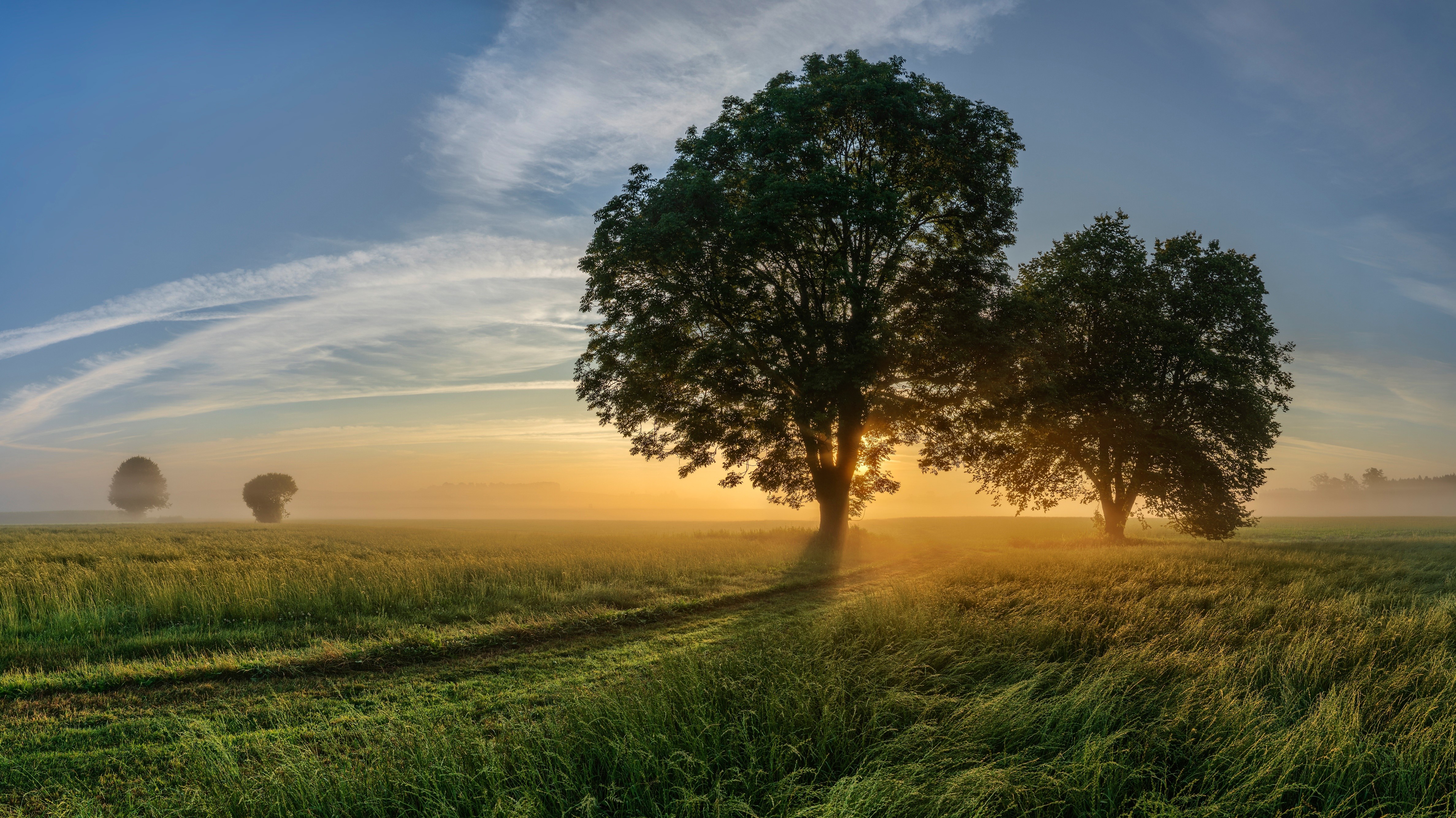 Trees in a field at sunrise, Bavaria HD Wallpaper
