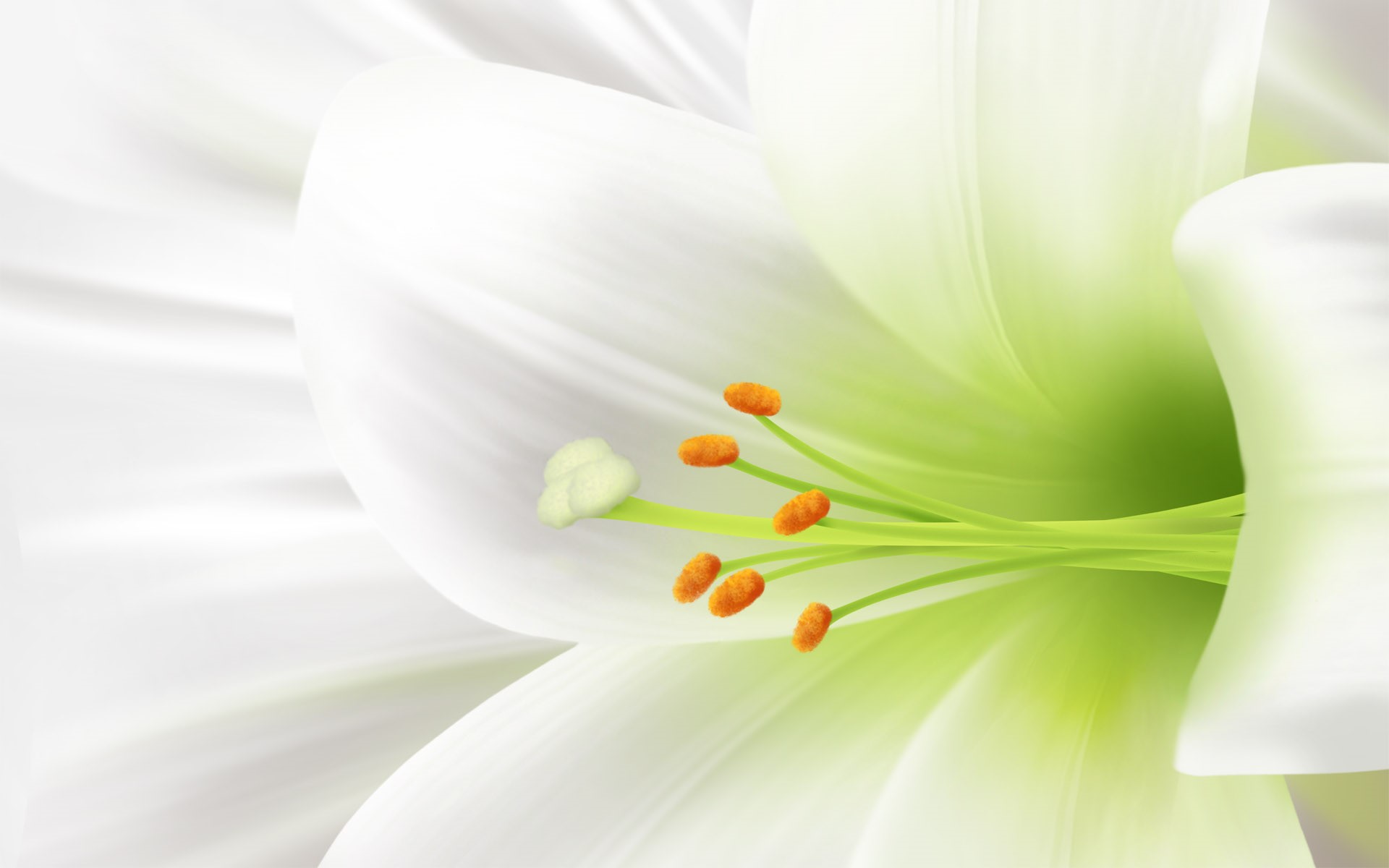 Close-up of a white lily flower with orange stamens HD Wallpaper