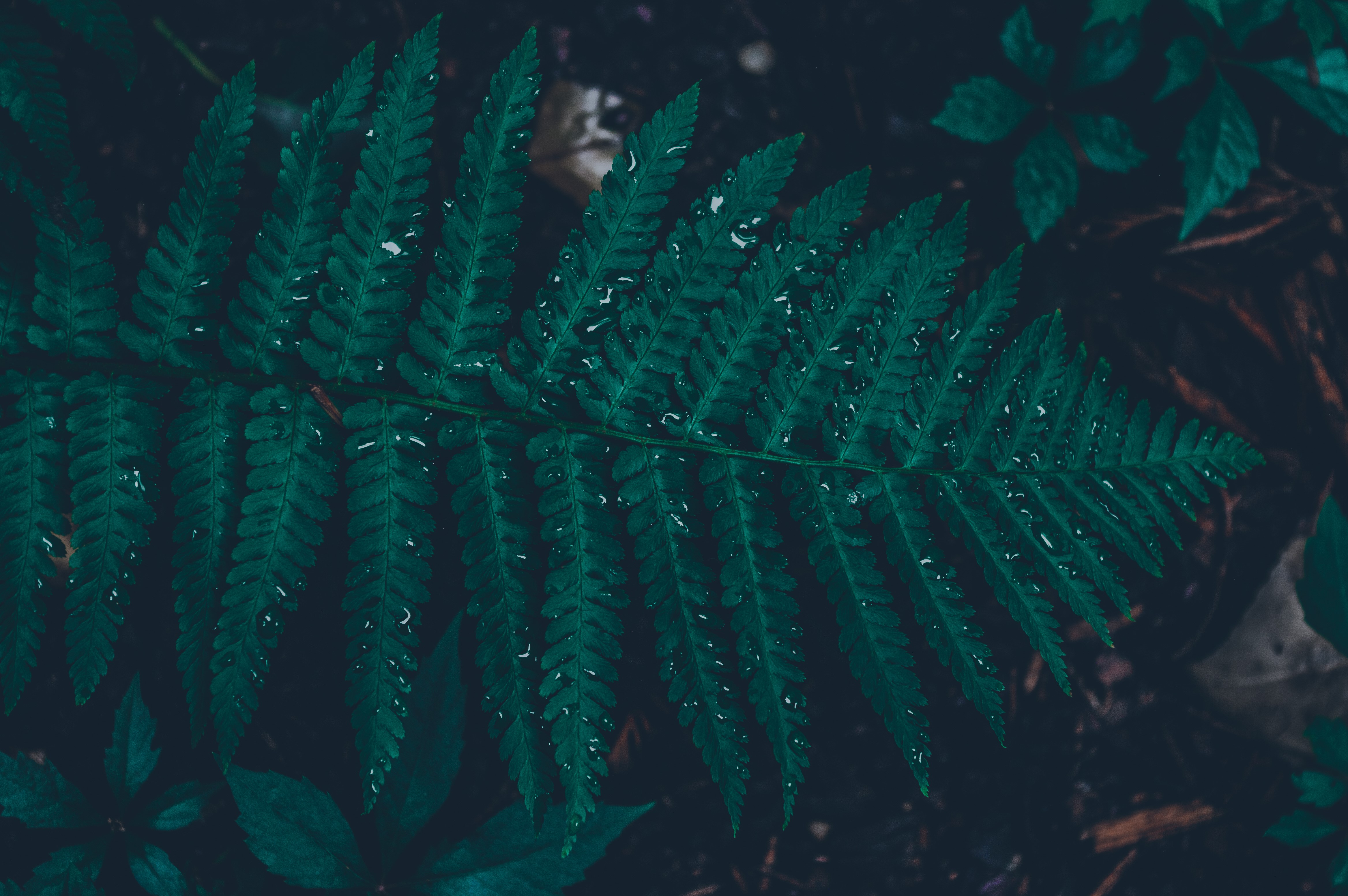 Dark Green Fern Leaf with Water Drops HD Wallpaper