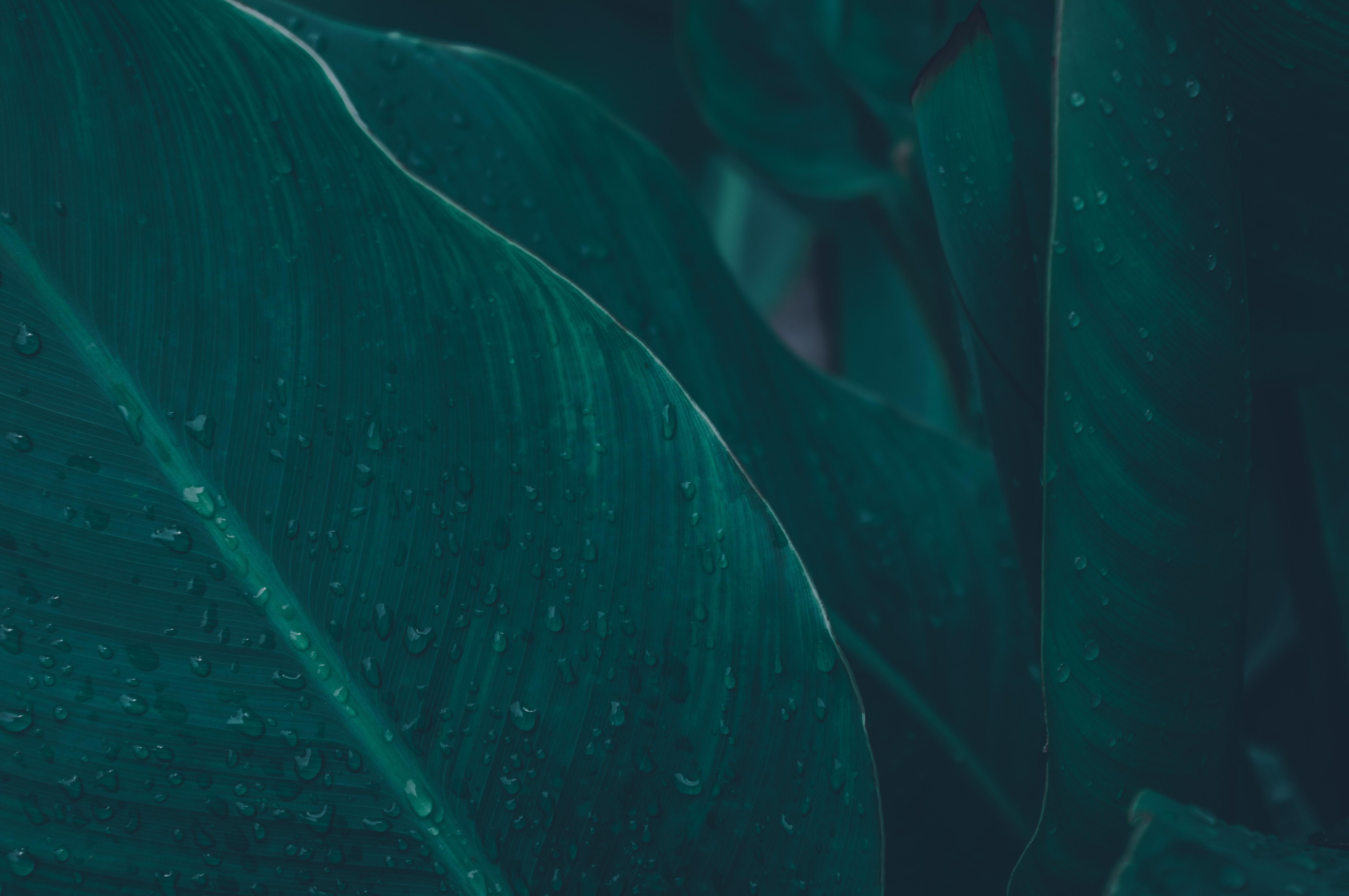 Close-up of wet green leaves with water drops HD Wallpaper