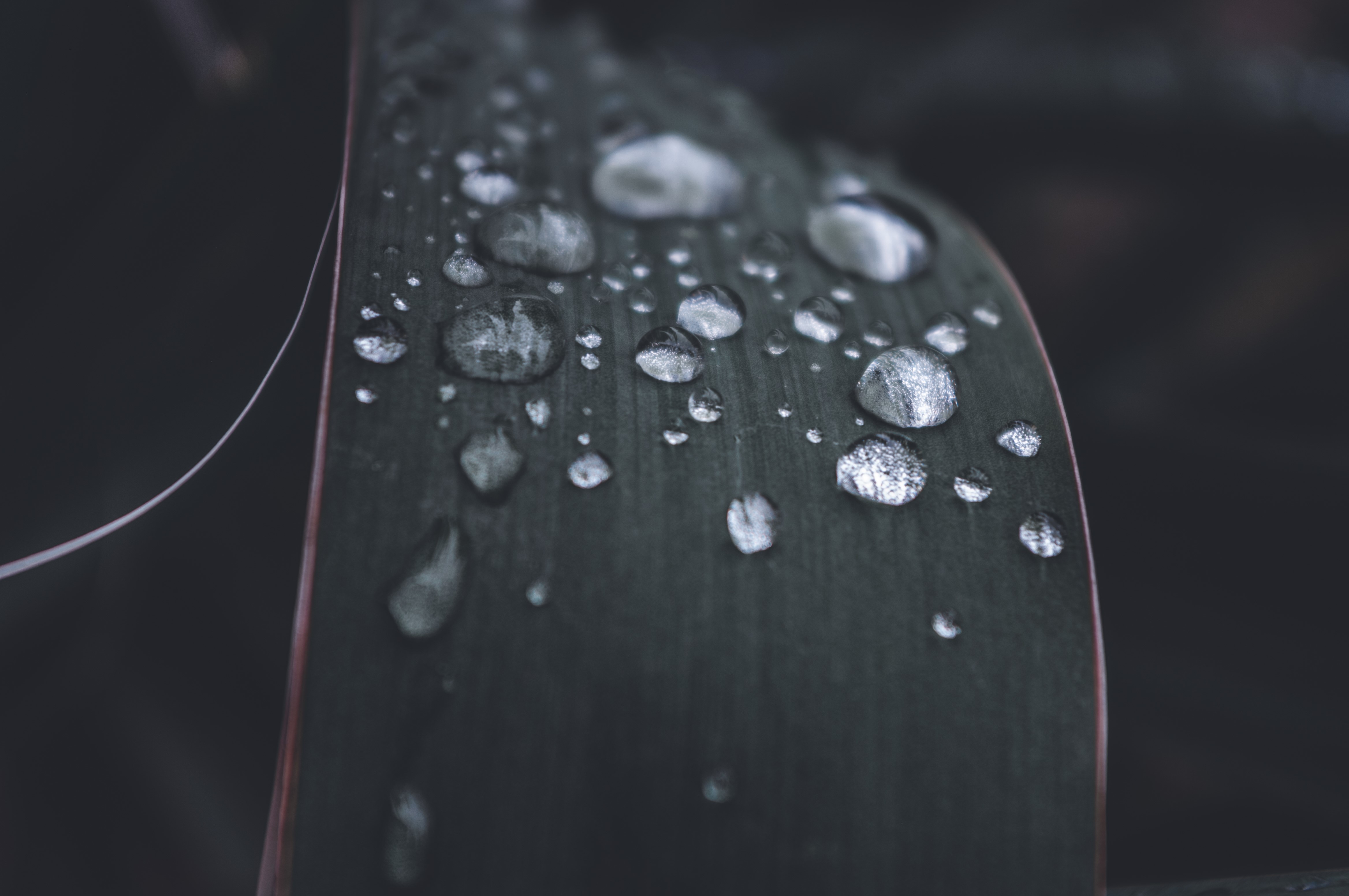 Water Drops on a Dark Leaf HD Wallpaper