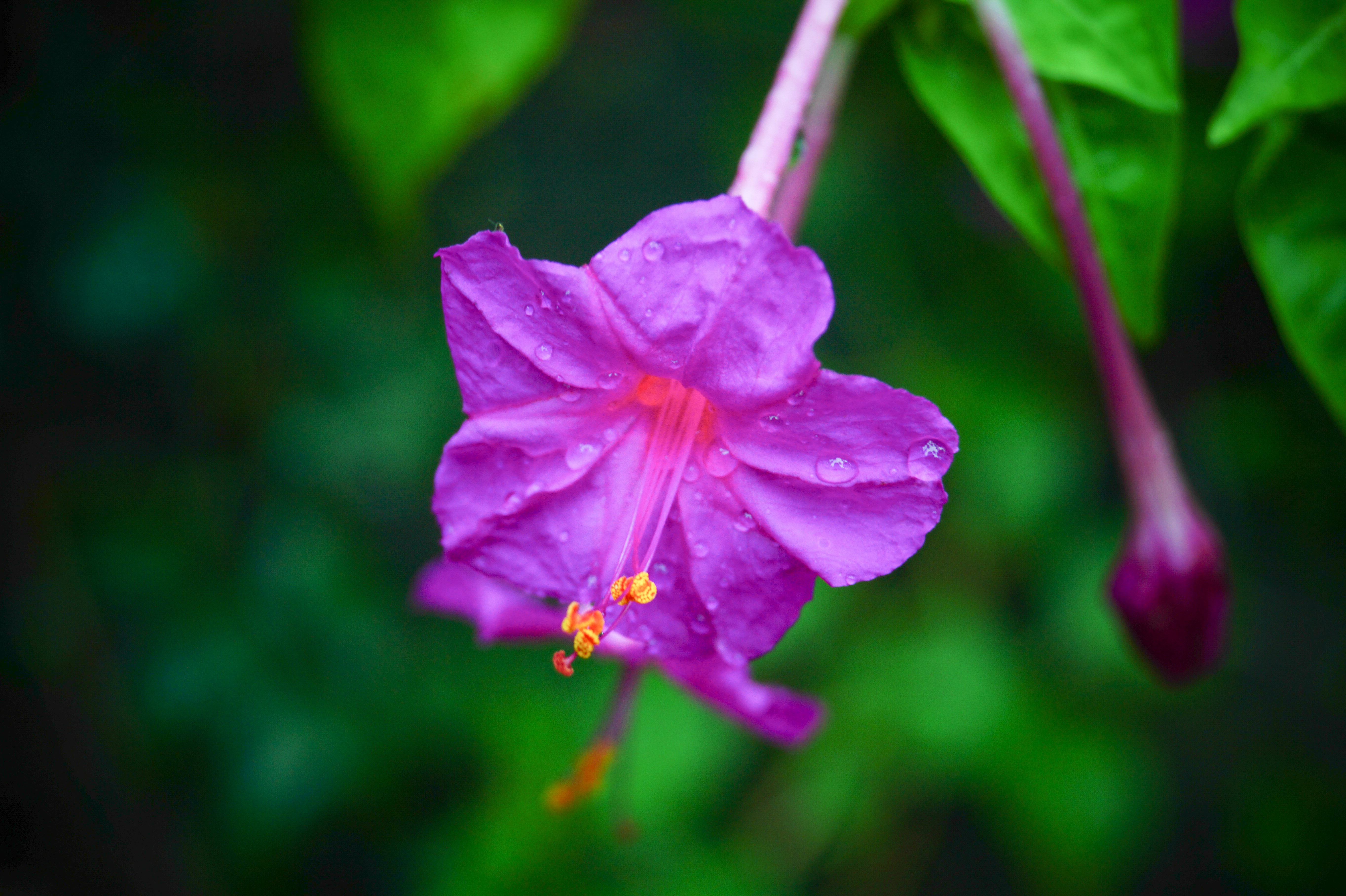 Purple flower with water droplets HD Wallpaper