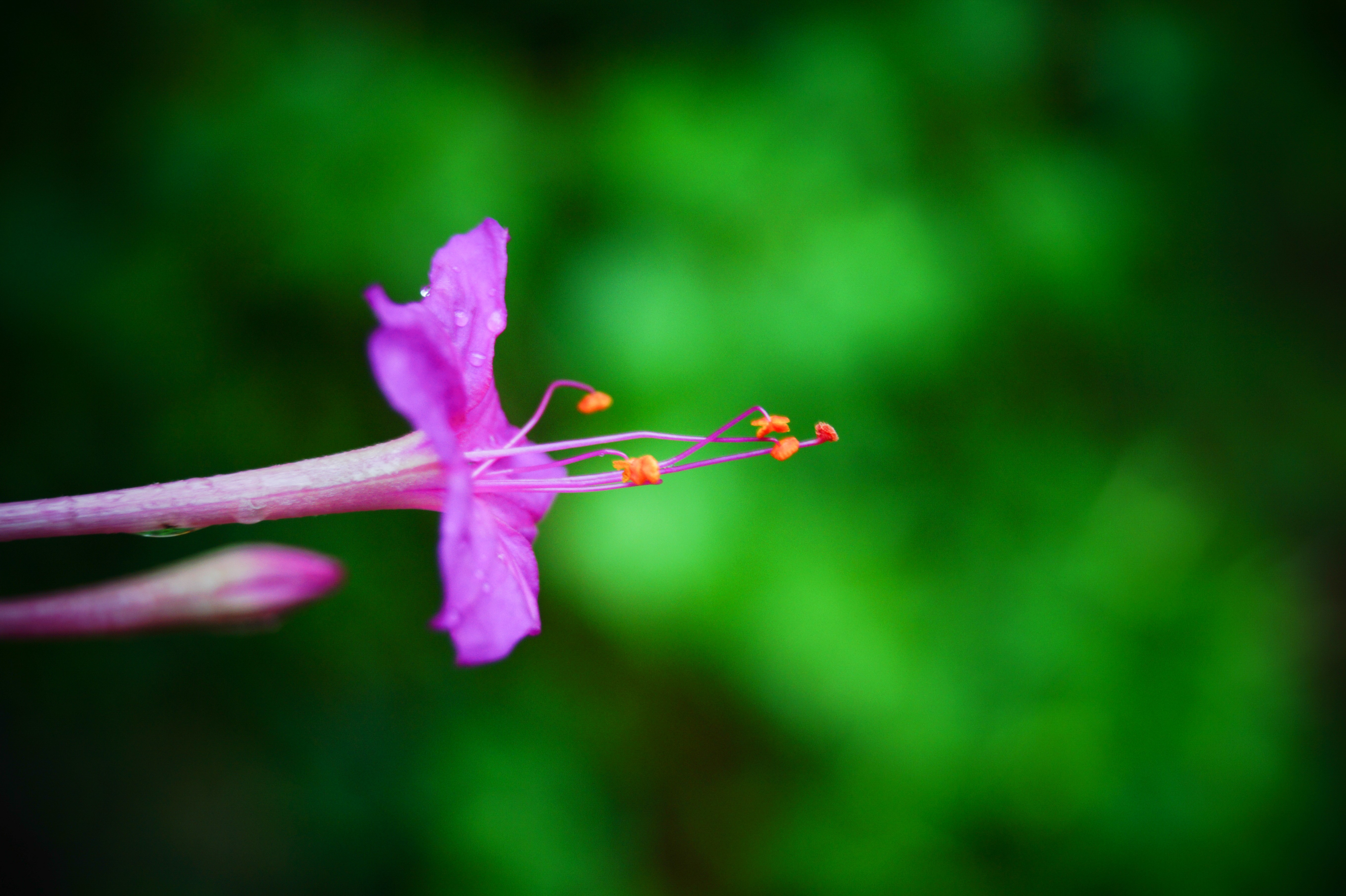 Purple flower with orange stamens and water droplets HD Wallpaper
