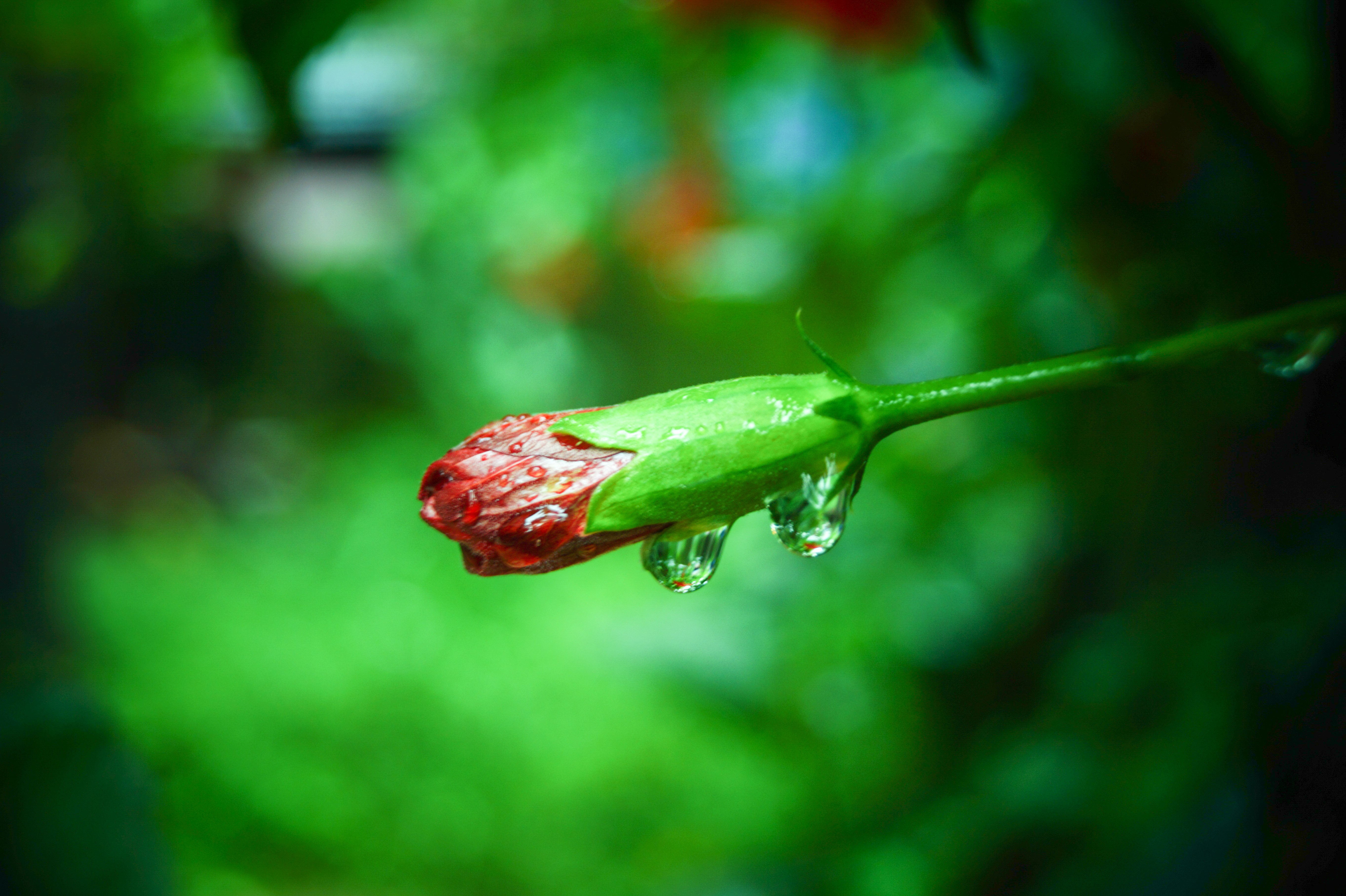 Hibiscus flower bud with water droplets HD Wallpaper