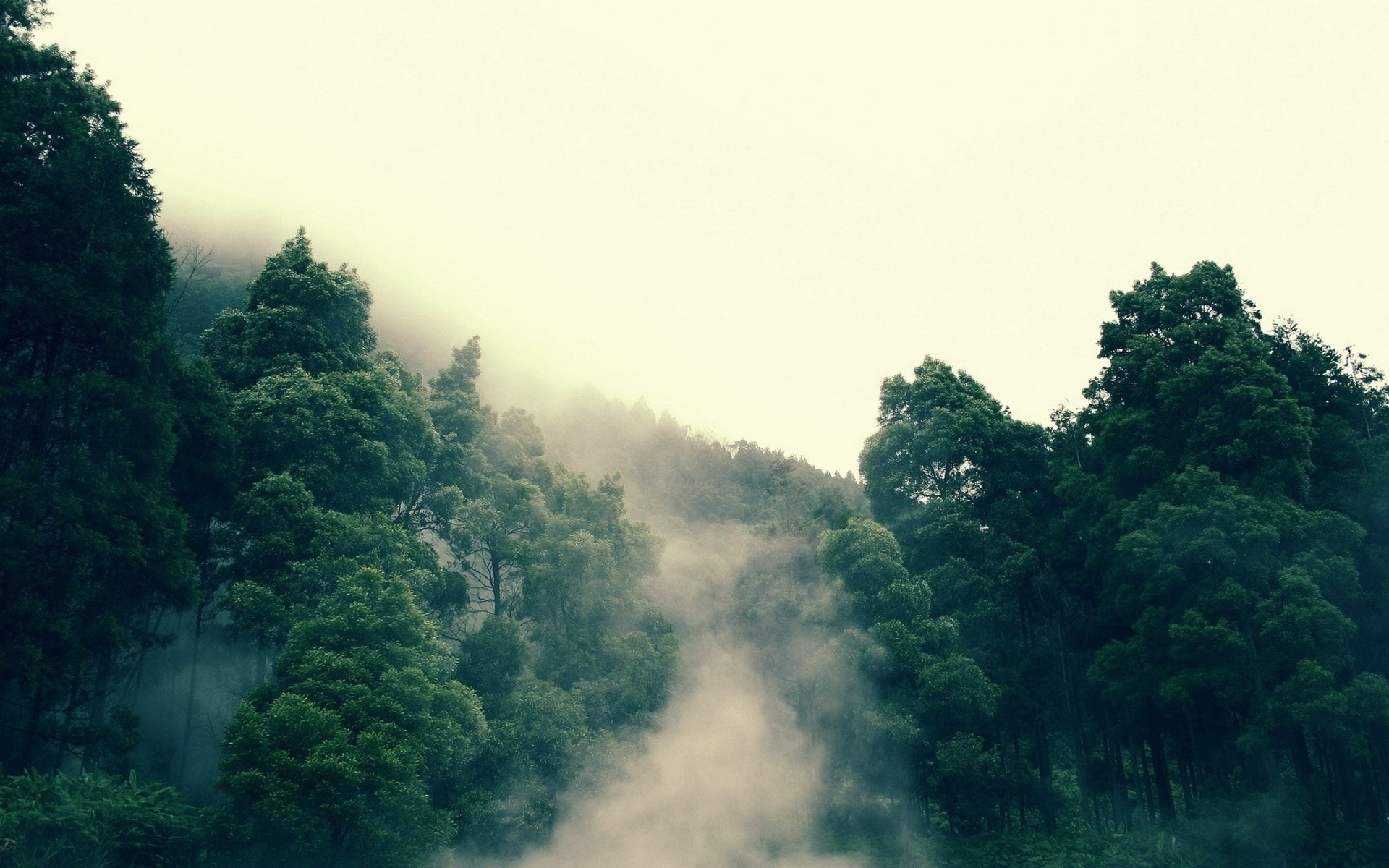 Misty forest with tall green trees HD Wallpaper