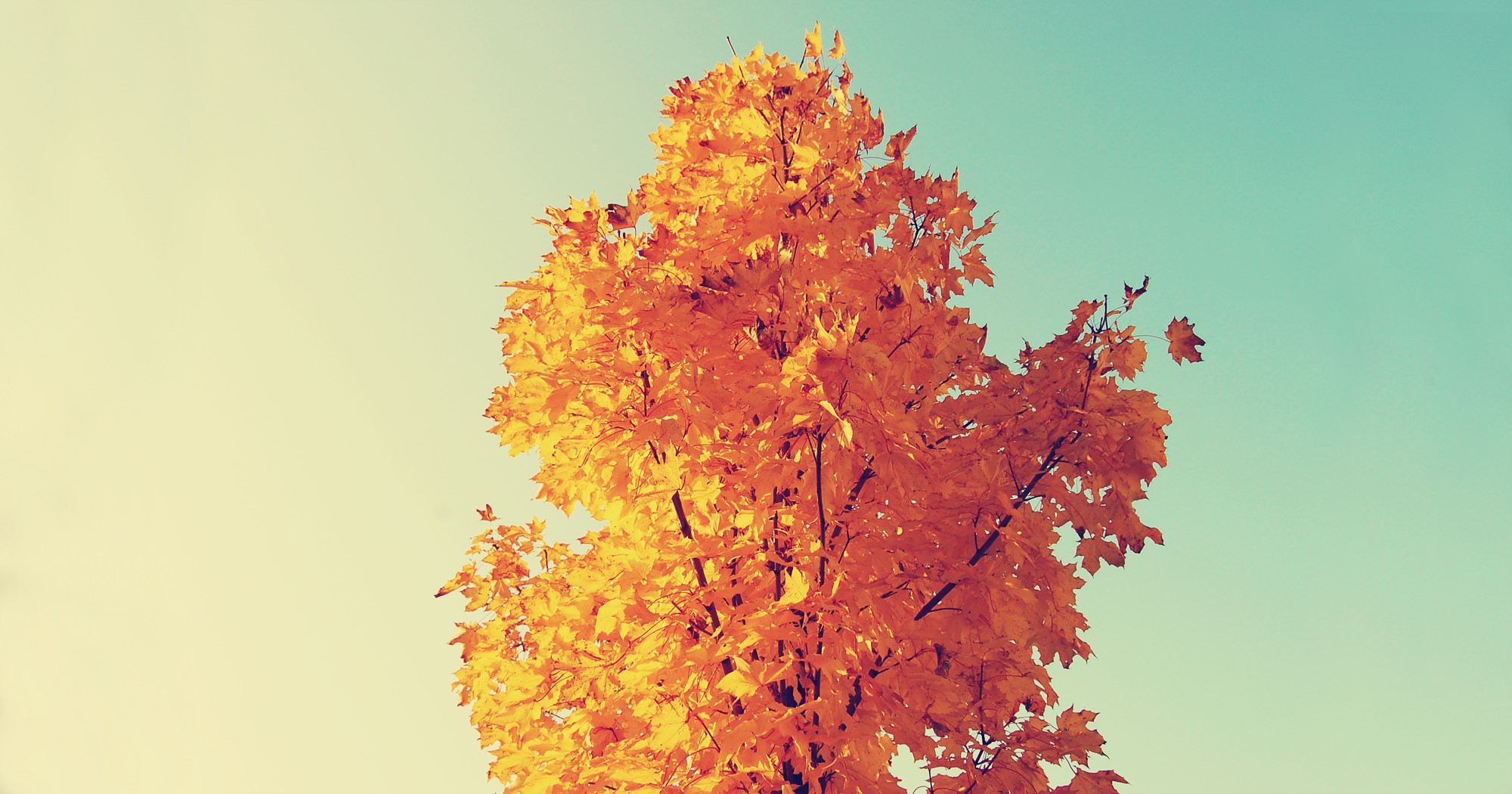 Autumn tree with orange and yellow leaves against a blue sky HD Wallpaper