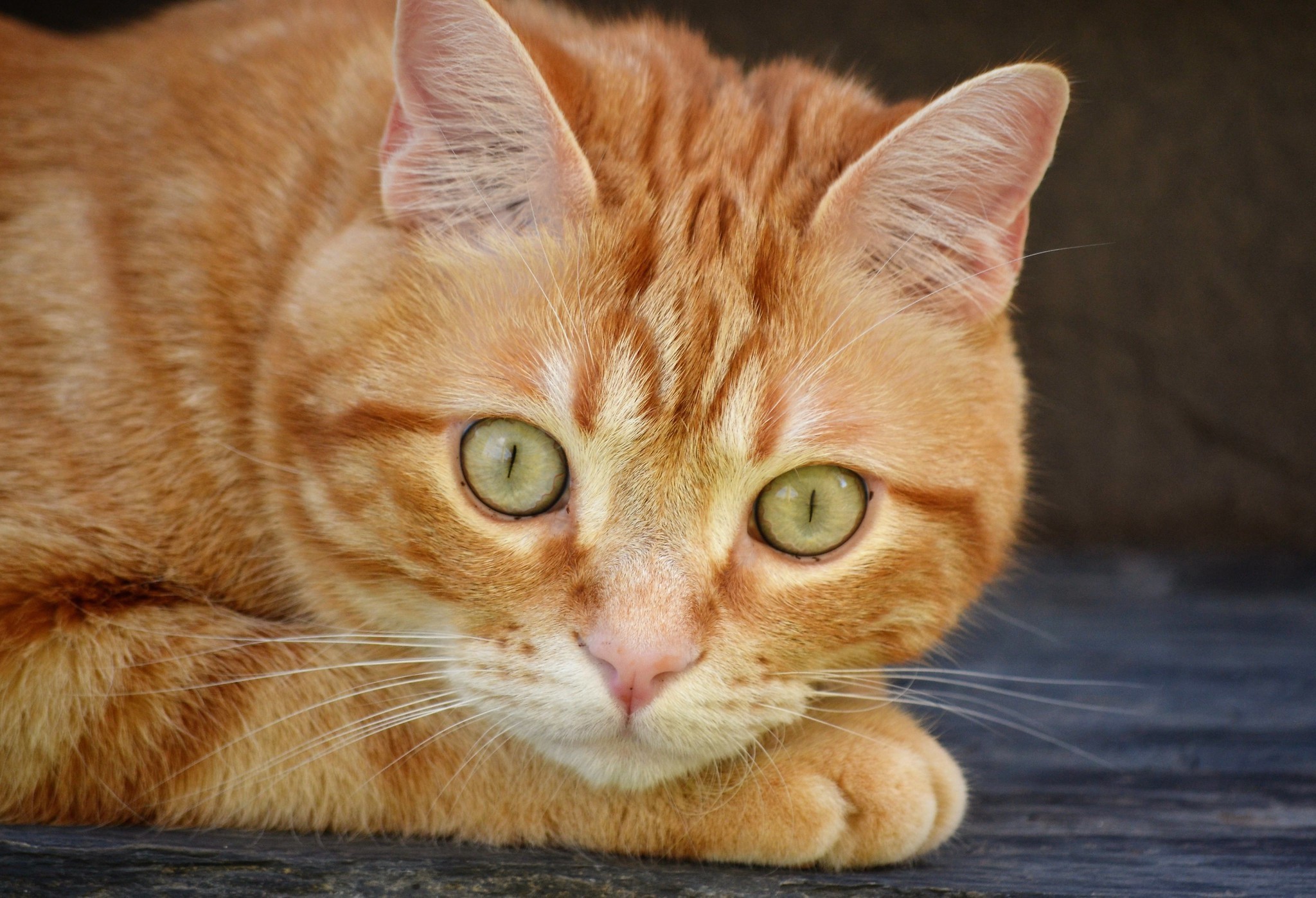 Orange tabby cat with green eyes HD Wallpaper