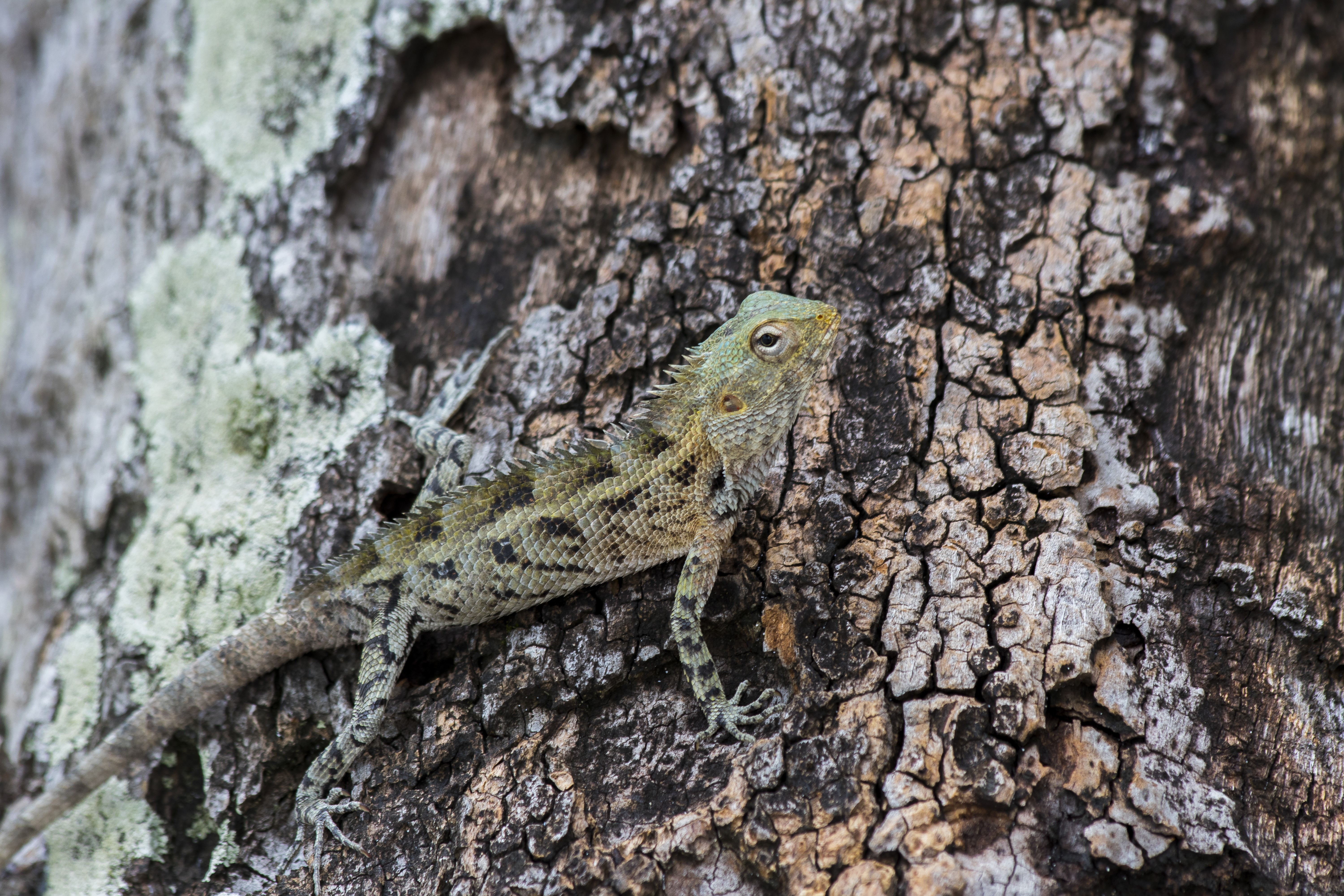 Lizard on a tree trunk HD Wallpaper