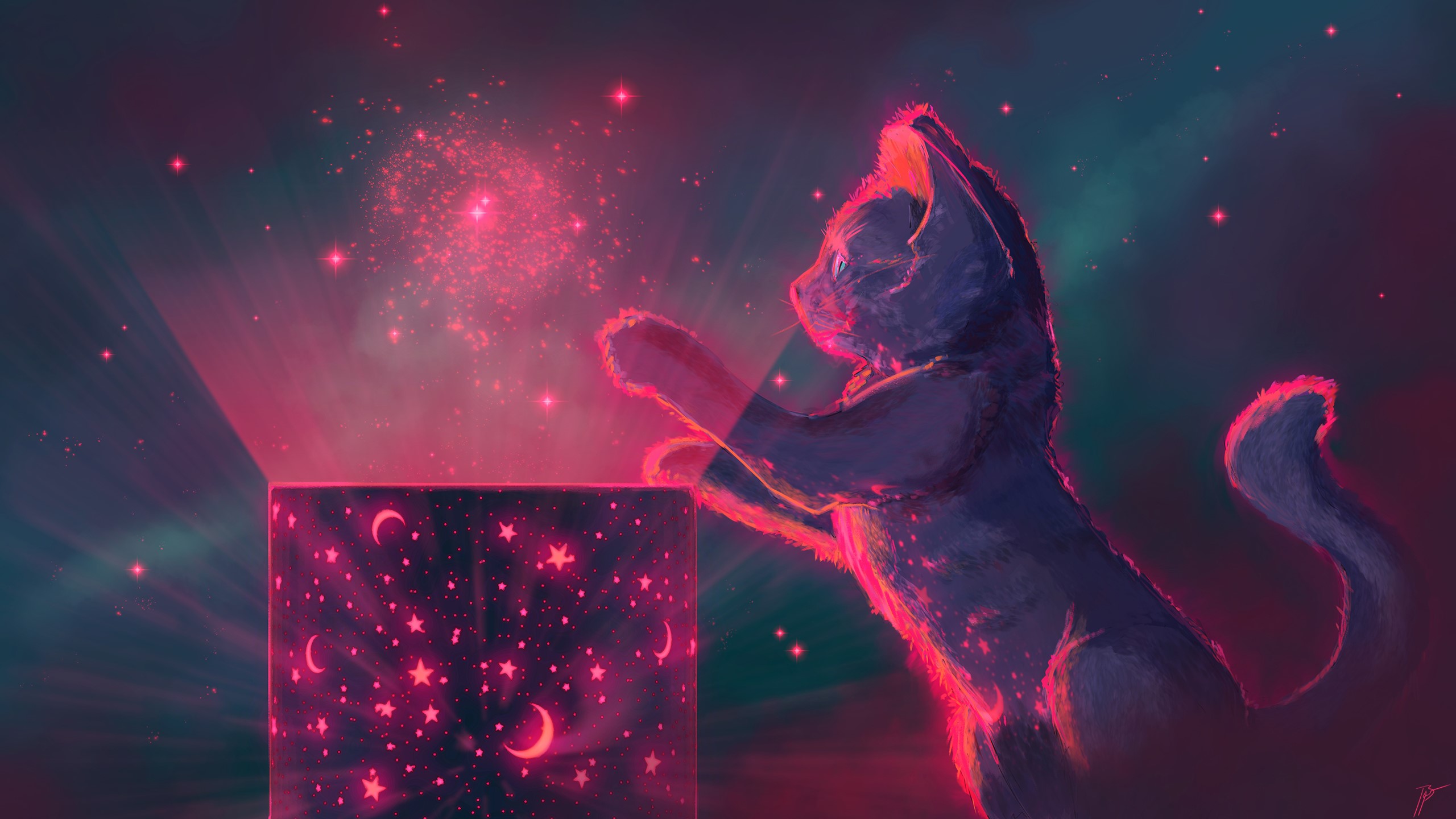 Cat playing with a magical star box HD Wallpaper