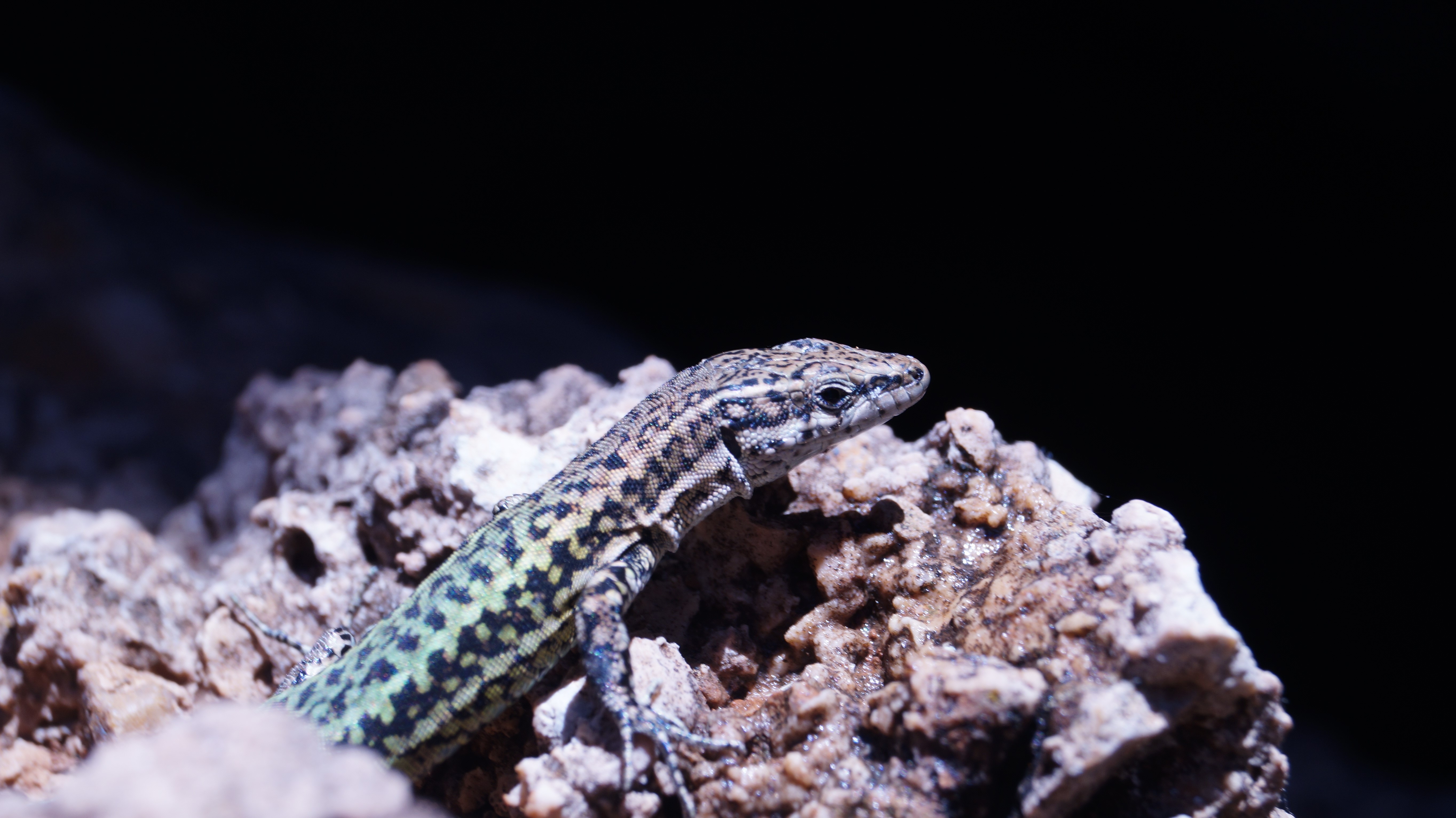 4K Lizard on Rocks HD Wallpaper