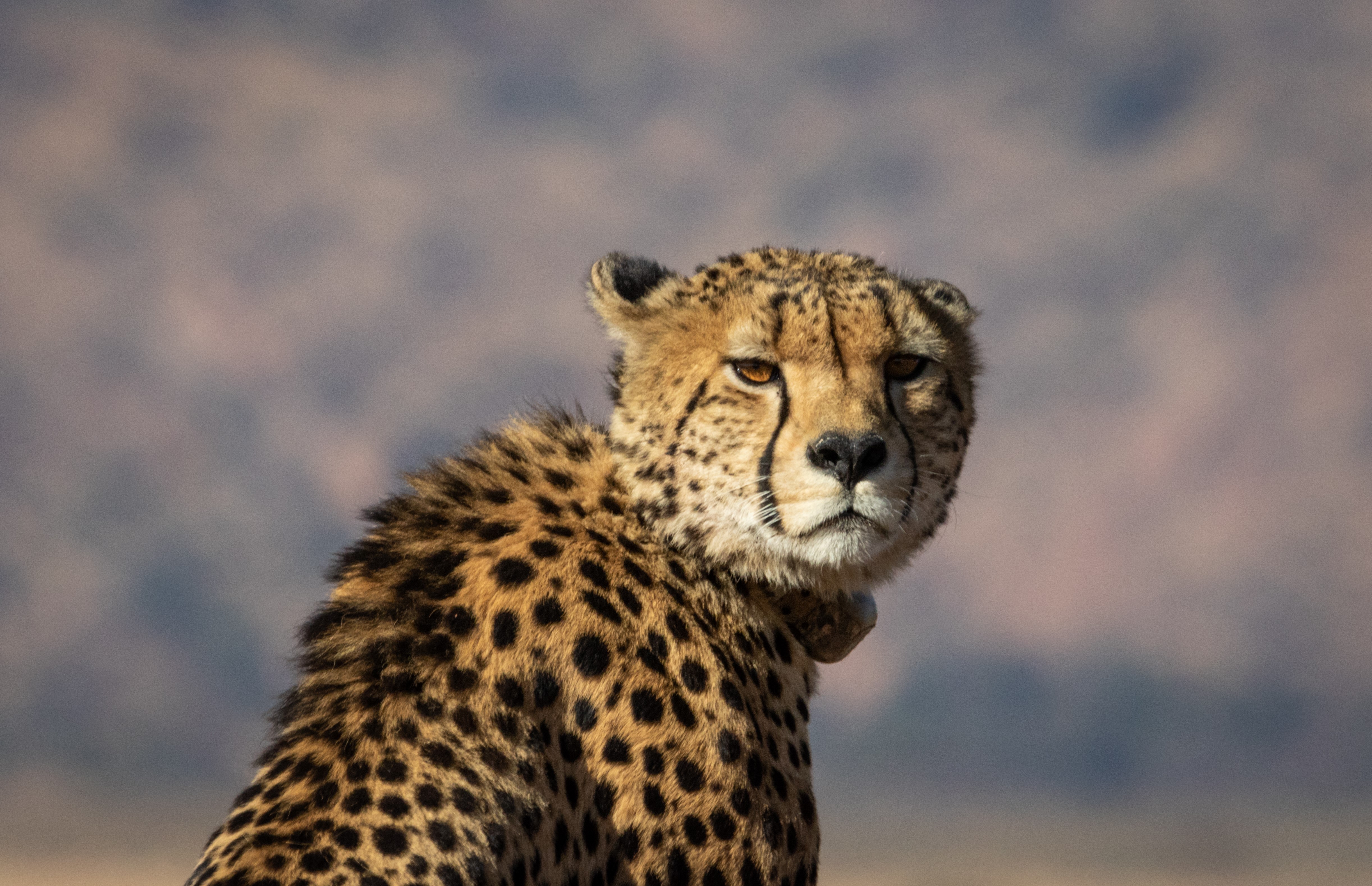 Cheetah in a natural landscape HD Wallpaper