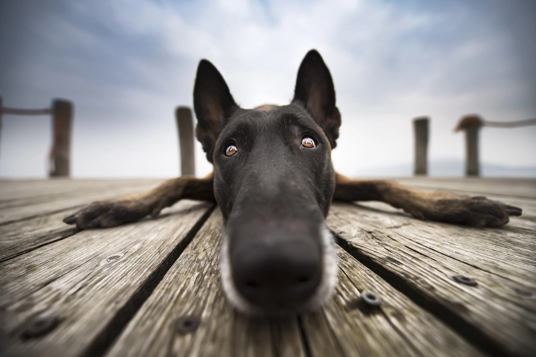Dog lying on a wooden dock HD Wallpaper