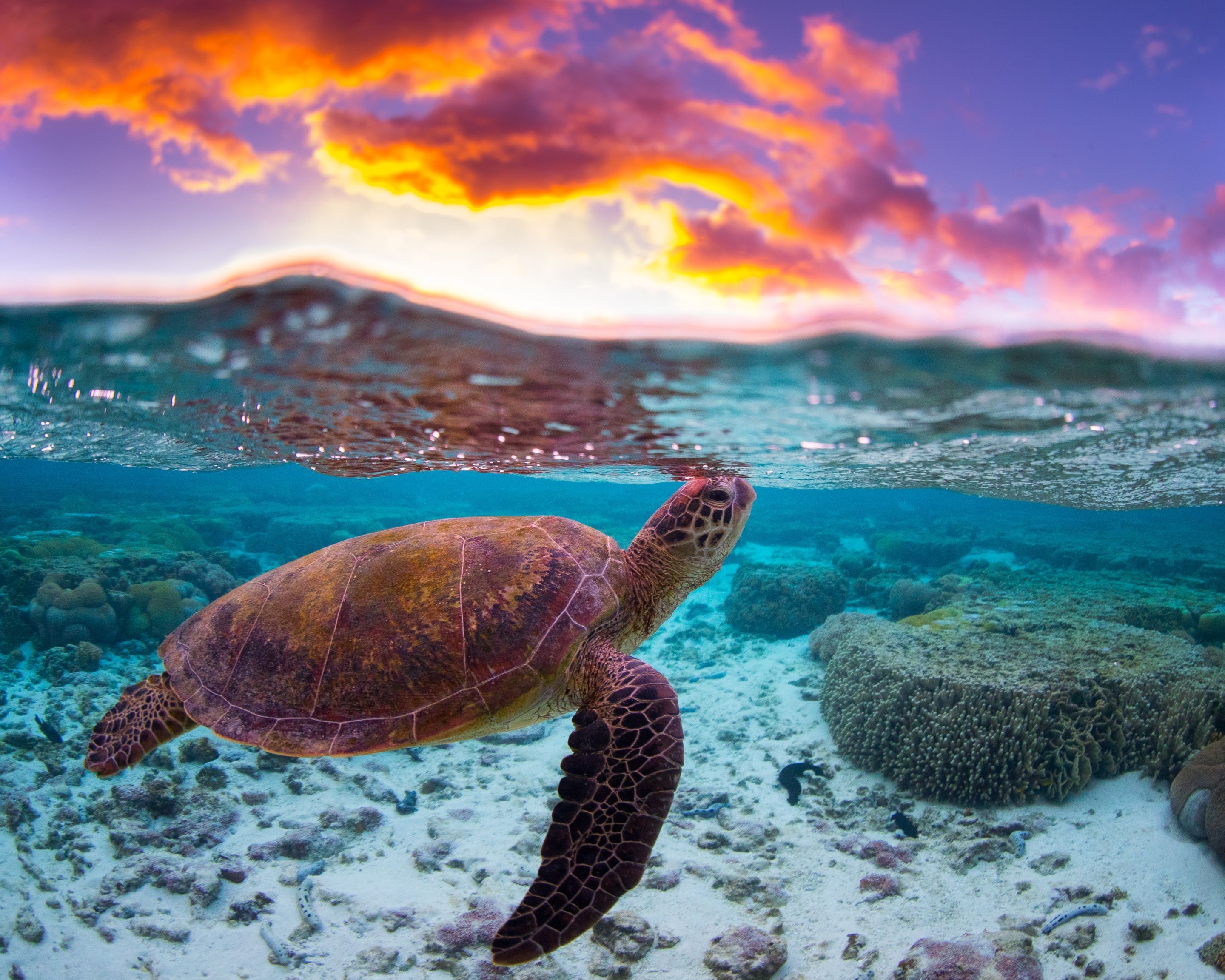 Sea turtle swimming underwater at sunset HD Wallpaper