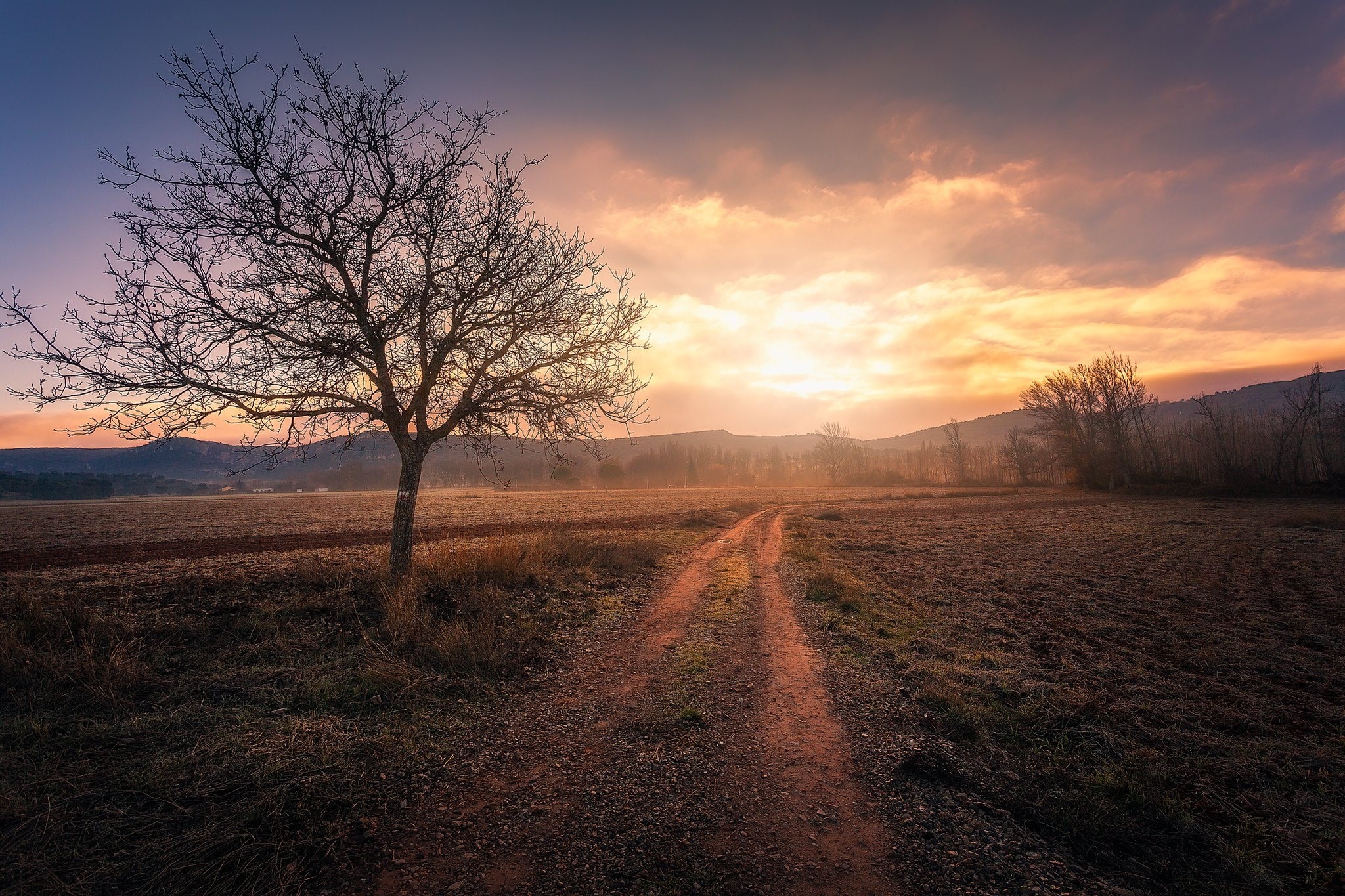 Bare tree on dirt road during golden hour sunset HD Wallpaper