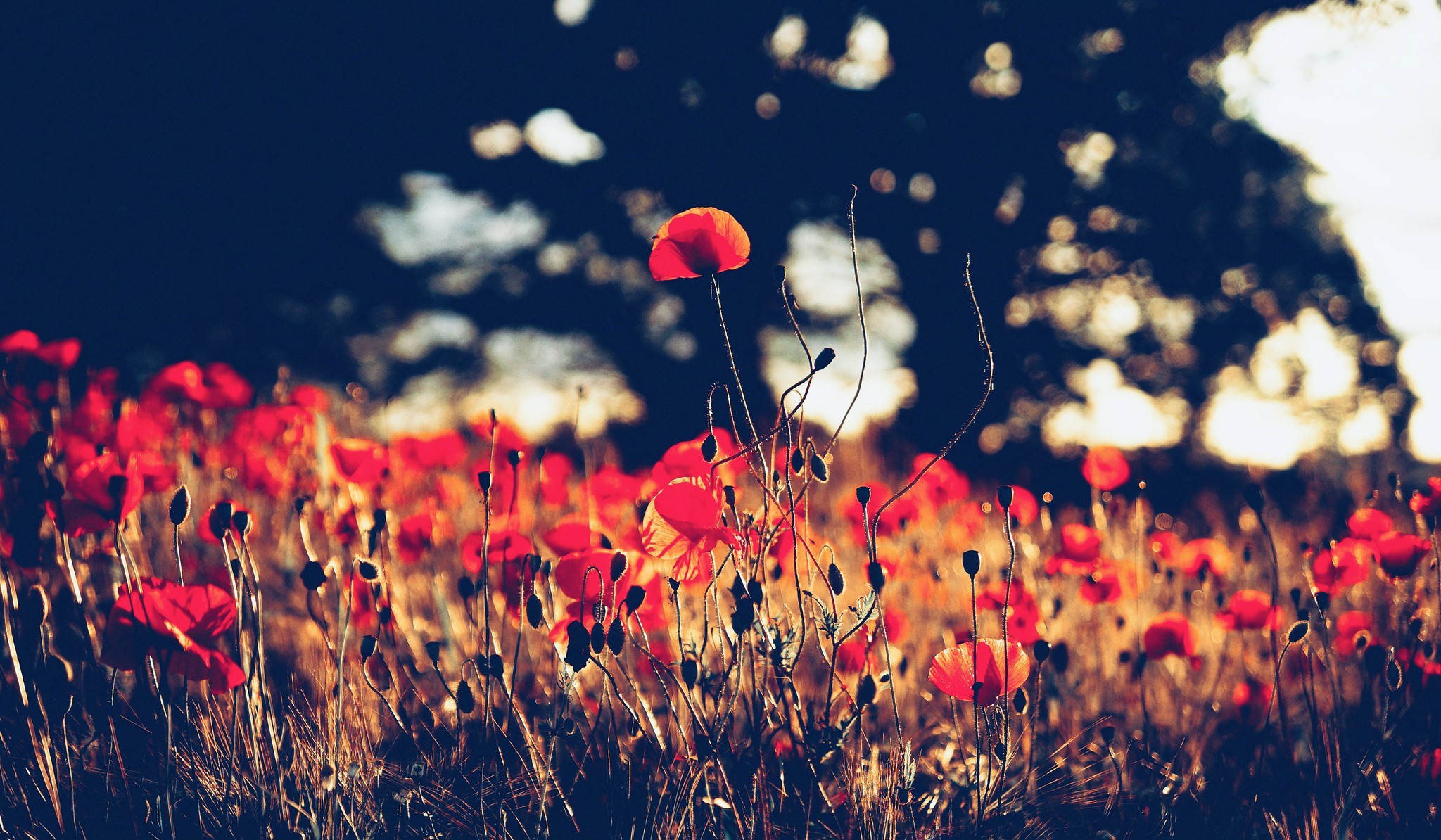 Field of red poppies at sunset HD Wallpaper