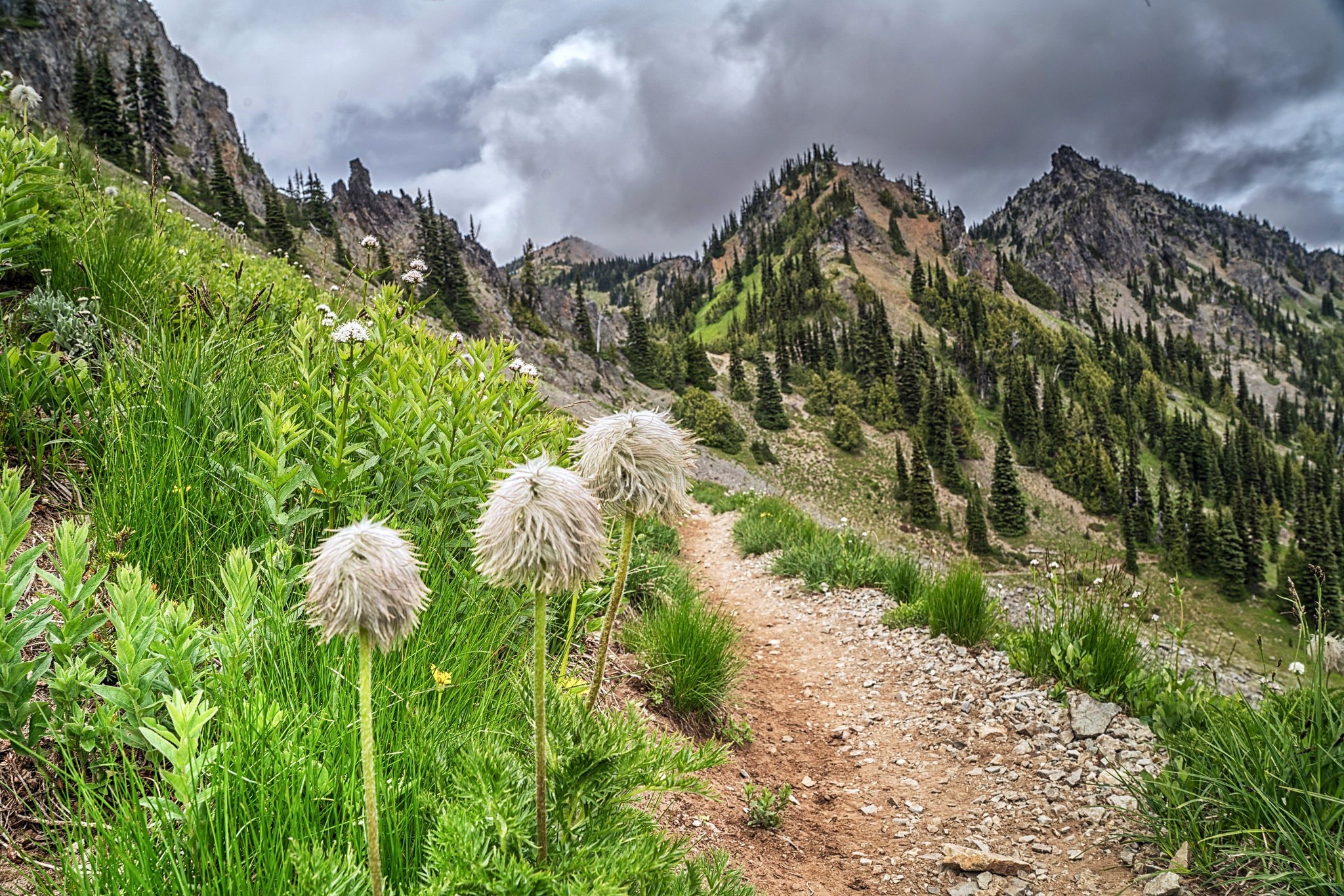 Mountain trail with wildflowers and evergreen trees HD Wallpaper