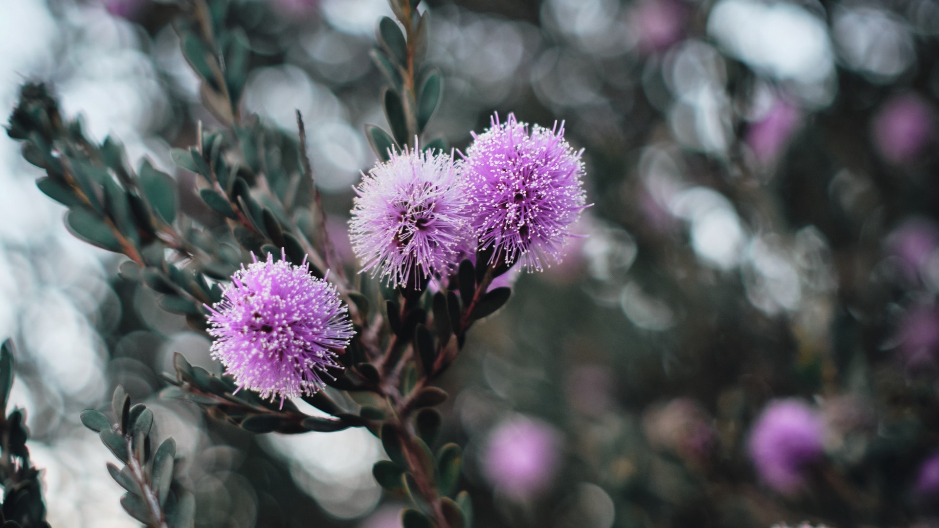 Close-up of purple bottlebrush flowers on a branch HD Wallpaper