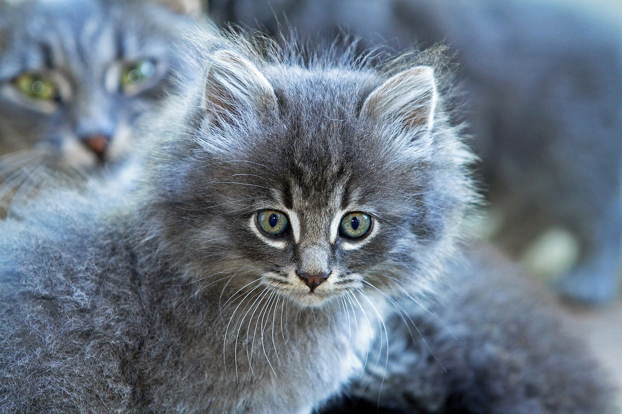 Two fluffy grey kittens, one in focus HD Wallpaper