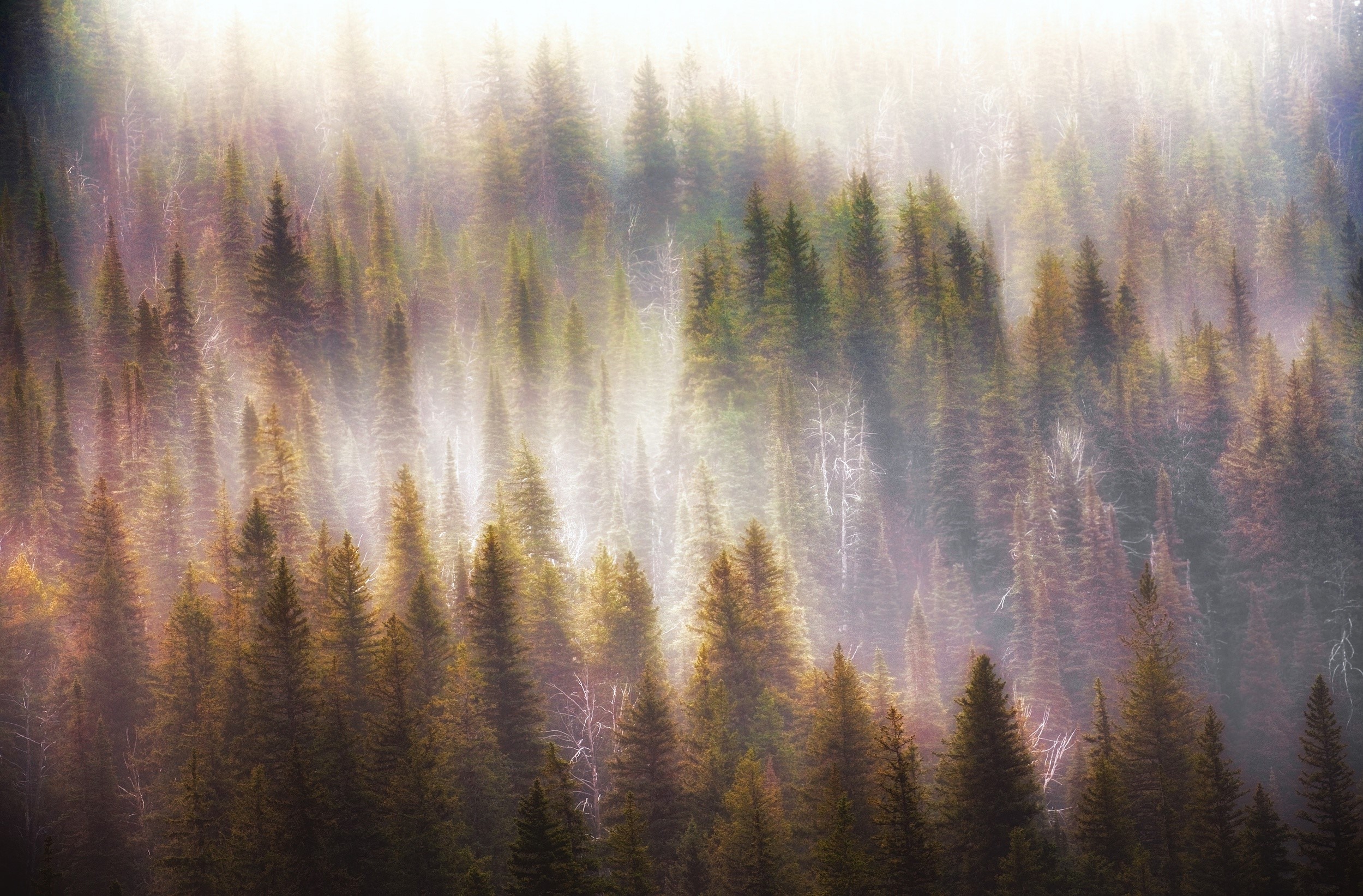Misty forest with tall evergreen trees HD Wallpaper