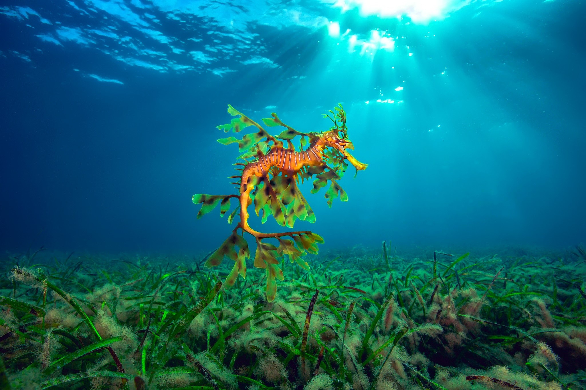 Leafy sea dragon swimming in seagrass bed HD Wallpaper
