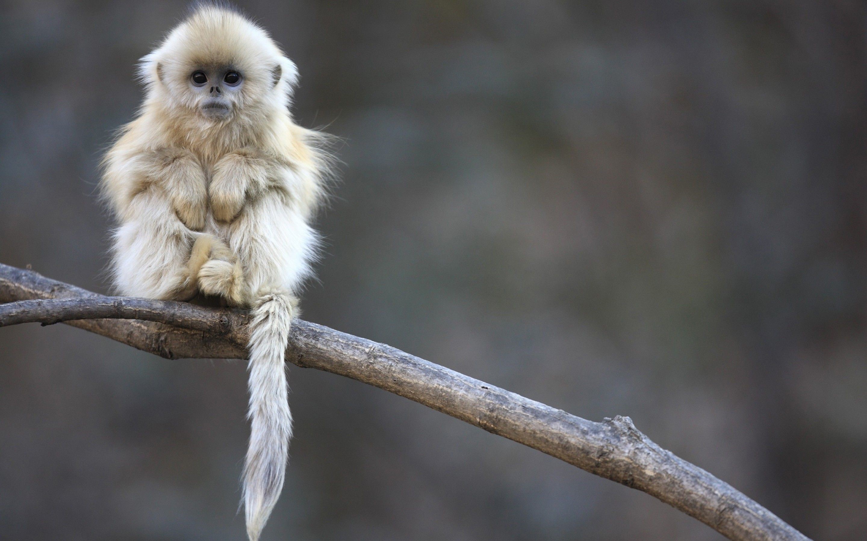 Golden Snub-nosed Monkey sitting on a branch HD Wallpaper