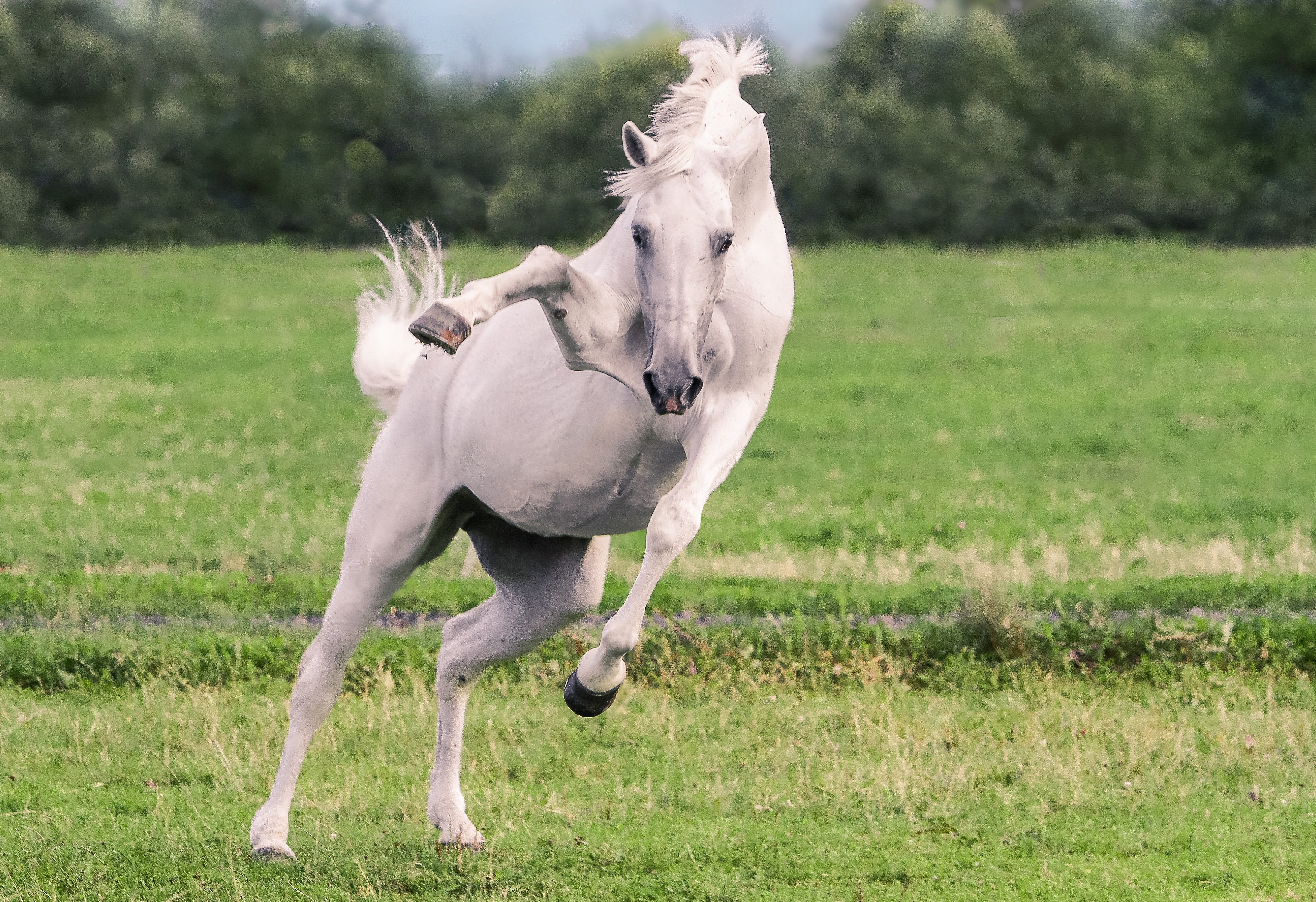 4K white horse jumping in a grassy field HD Wallpaper