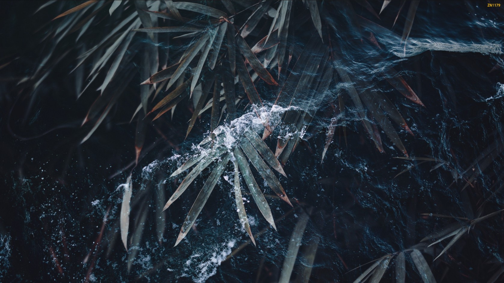 Bamboo leaves with water splashes and spiderwebs HD Wallpaper